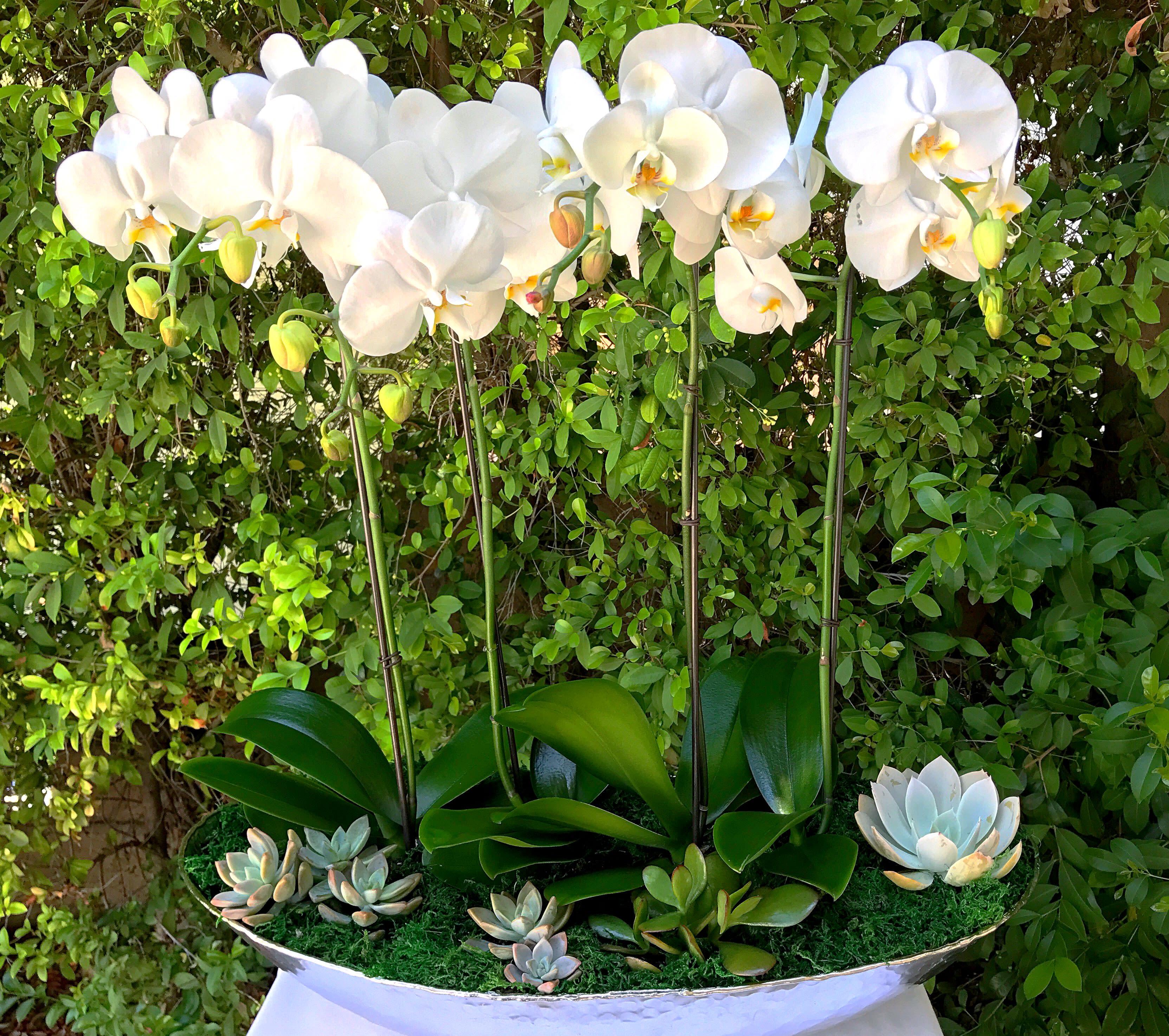 Orchid Bowl  Orchid Bowl  - White orchids and succulents.