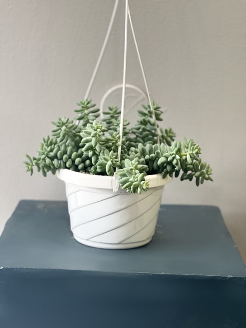 Donkey Tail - The donkey tail or burro's tail, is a species of flowering plant in the family Crassulaceae, native to southern Mexico. It is a succulent perennial producing trailing stems up to 60 cm long, with fleshy blue-green leaves and terminal pink to red flowers in summer.