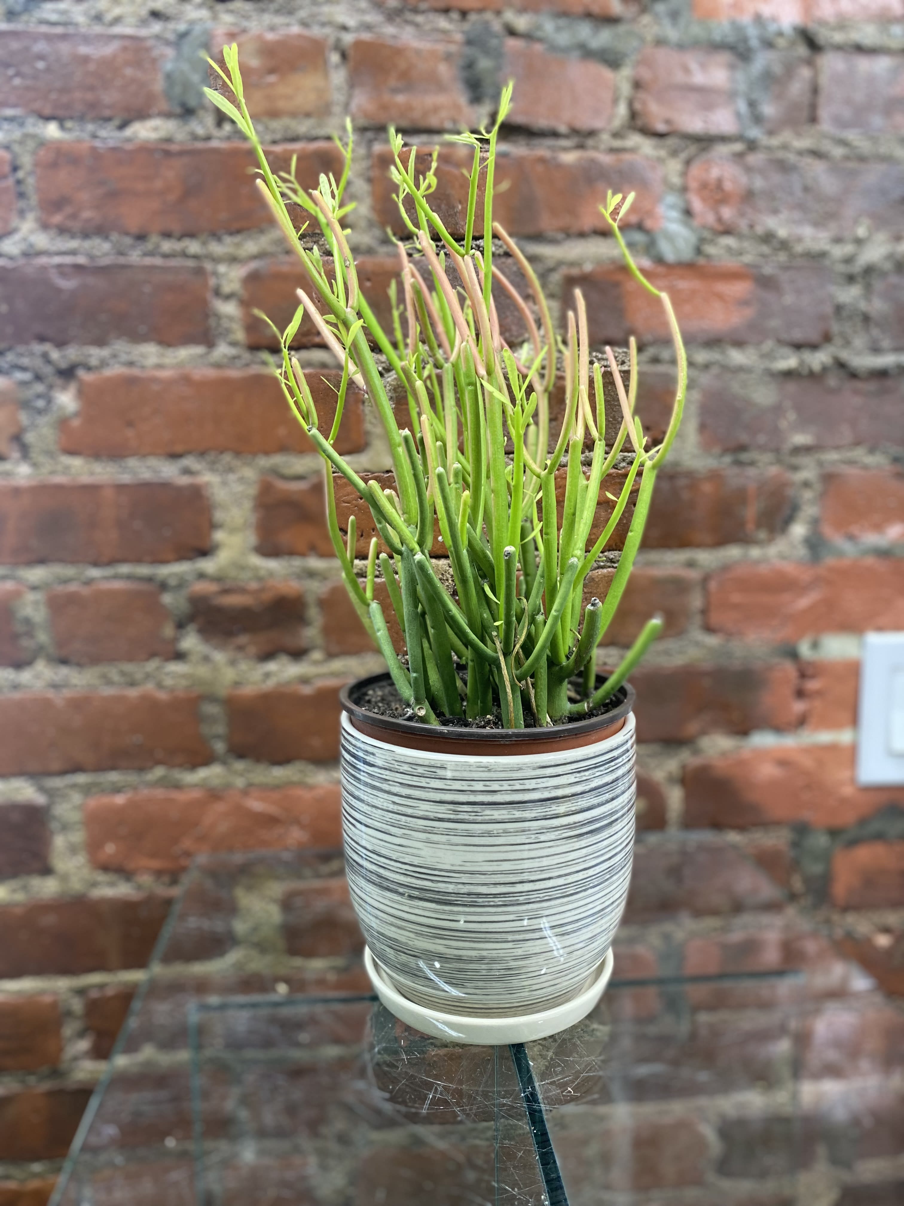 Fire Pencil Stick Cactus - The pencil cactus is an interesting shrub with succulent foliage that’s native to semi-arid tropical climates. It can tolerate bright, indirect light. However, it can tolerate some shade and some protection from the sun.