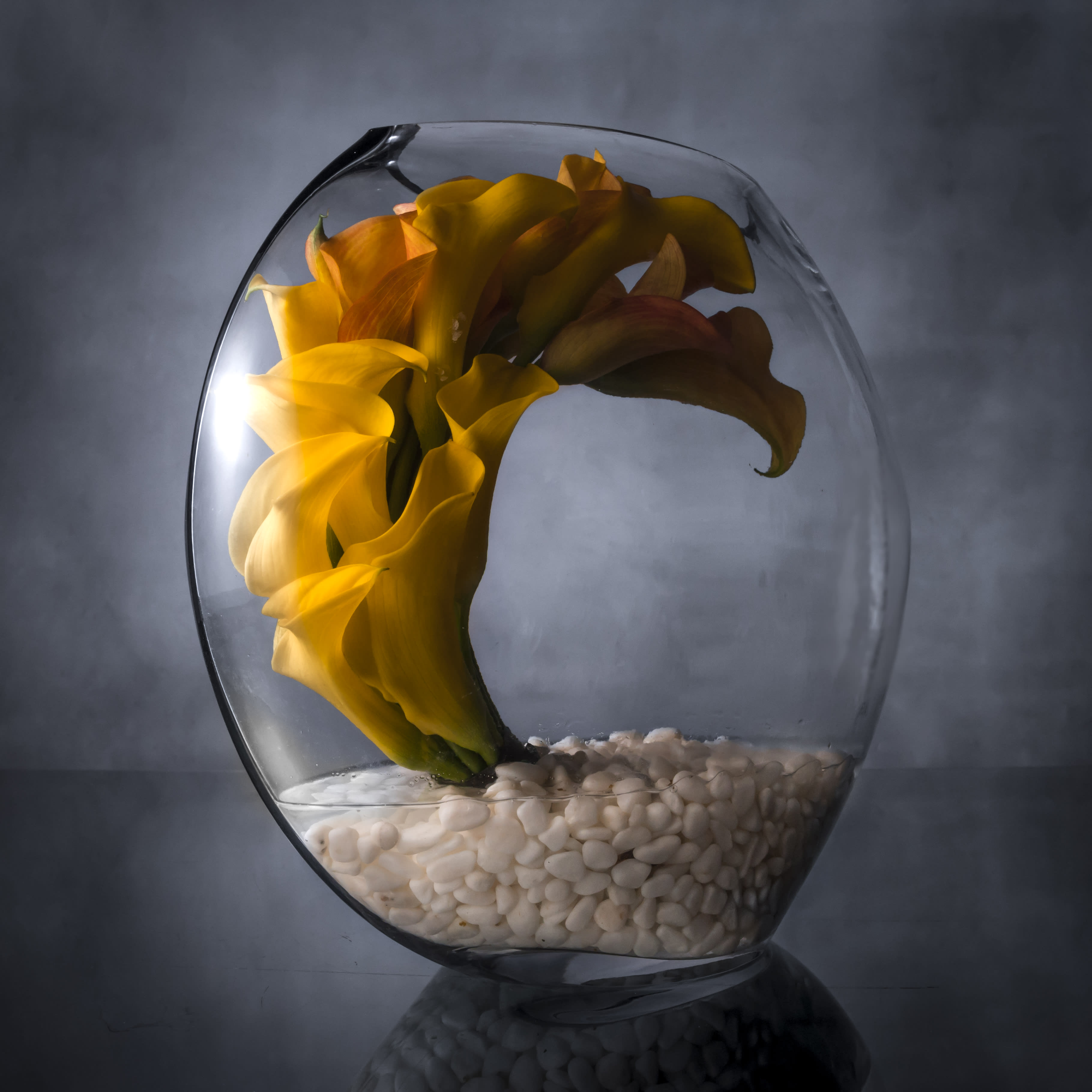 Velvet Gold - Pasadena Florist - There’s nothing like a touch of opulence to make someone feel truly special. Calla Lilies; The perfect gift for anyone who appreciates the season’s rich beauty!