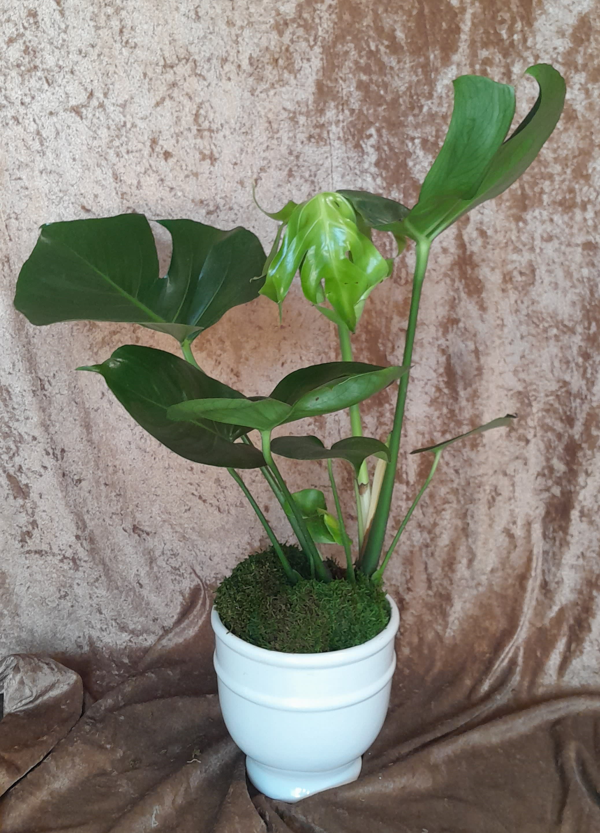 Monstera Plant - 10W X 26H