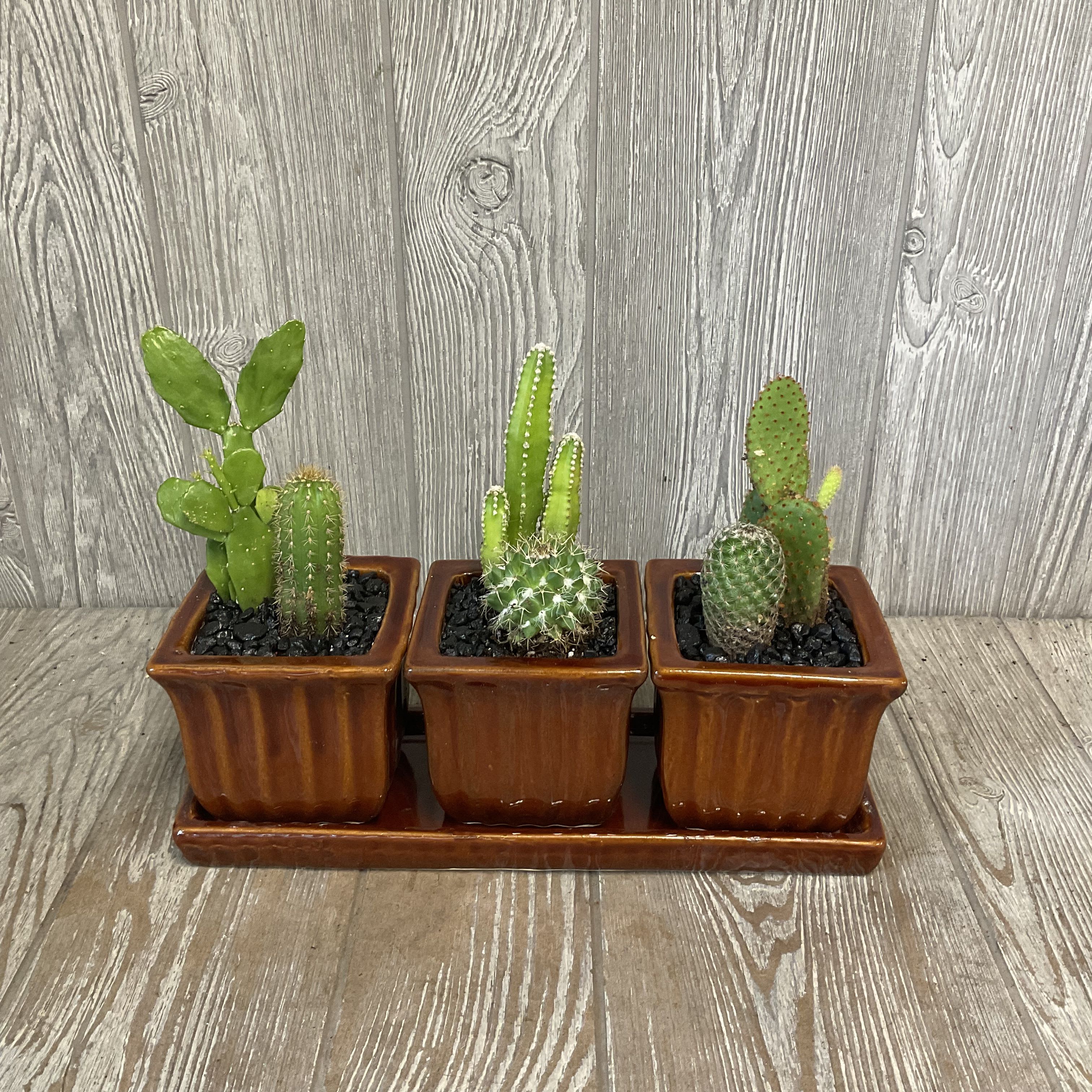 Triple Cactus Garden - Three ceramic pots on a matching tray each potted with various cacti. Container color and cactus varieties will vary.