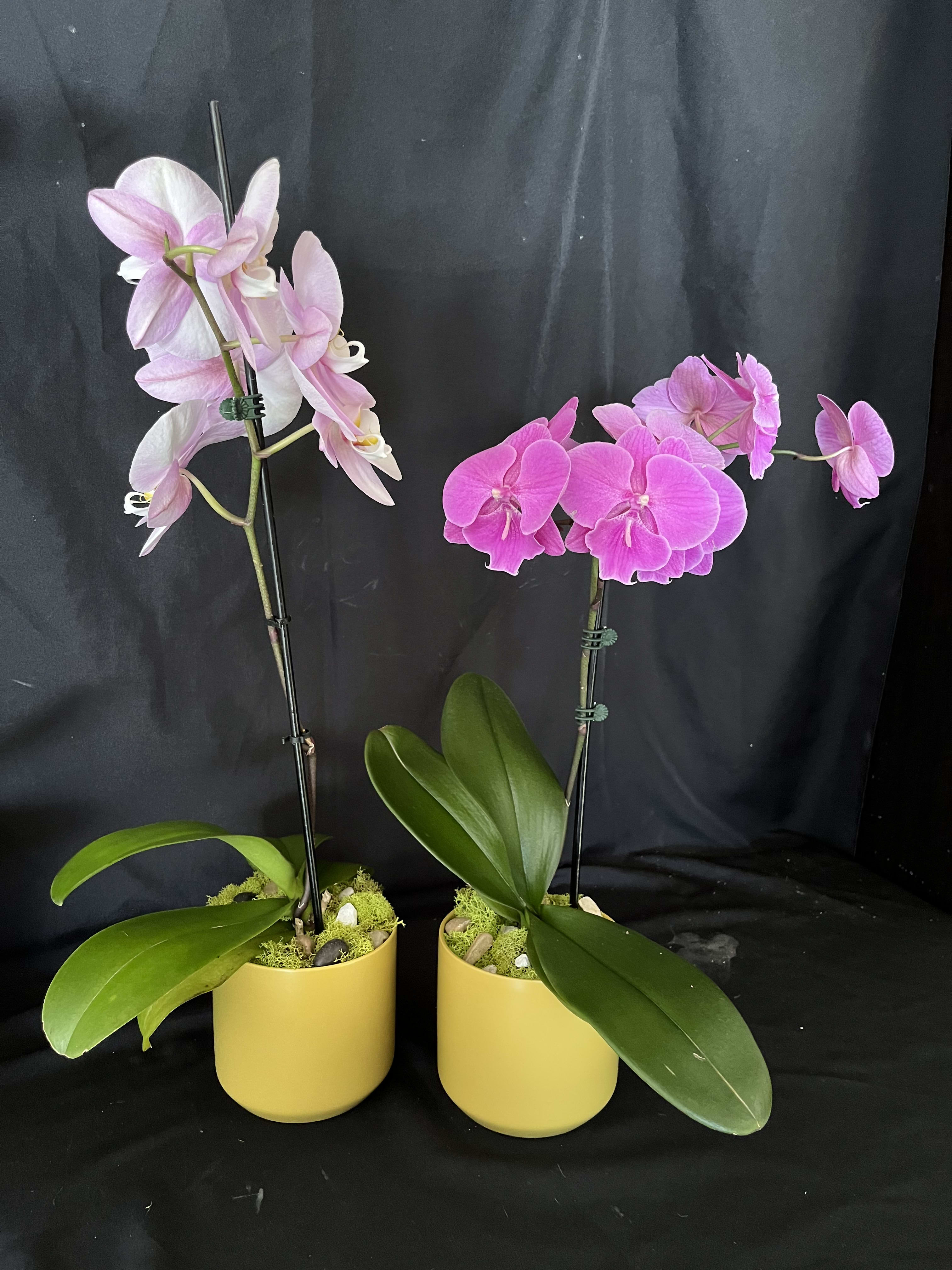 Orchid Medium  - Orchid plant size medium 