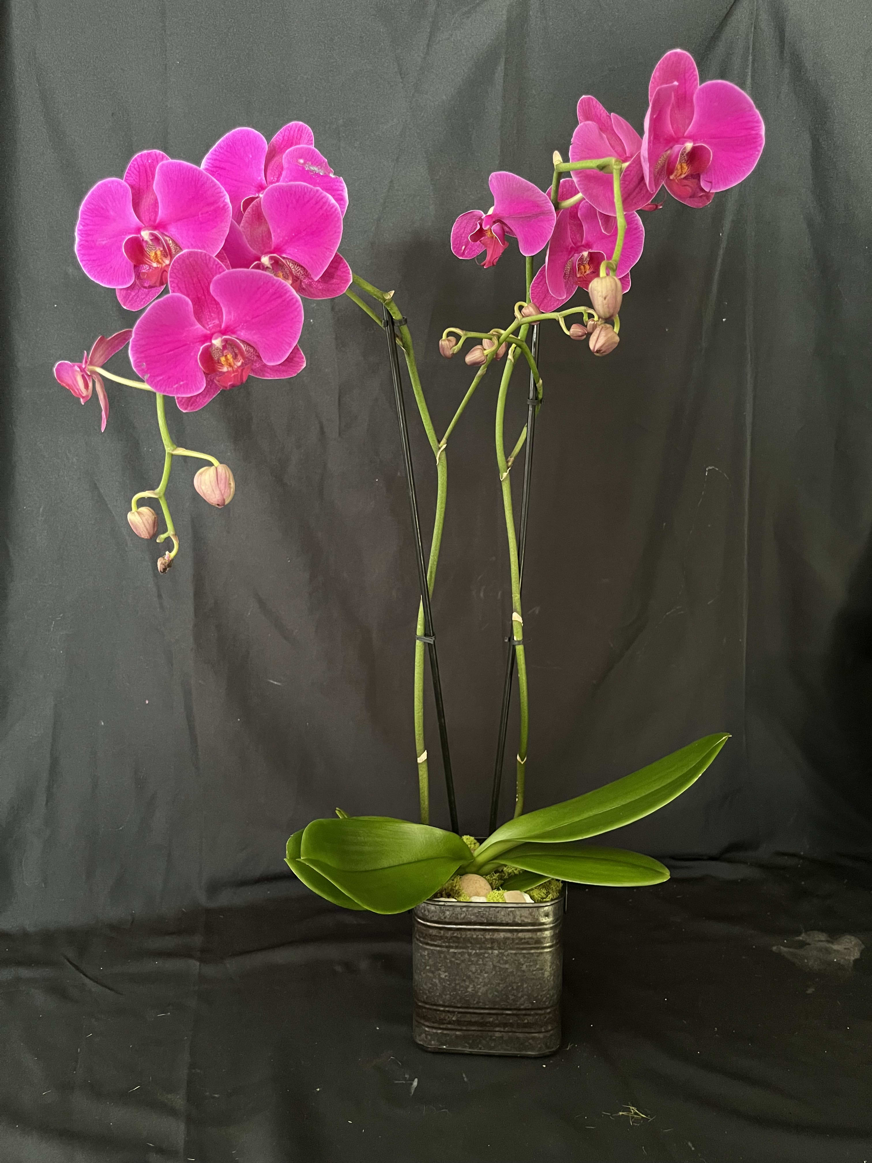 Orchid Large - Purple Orchid