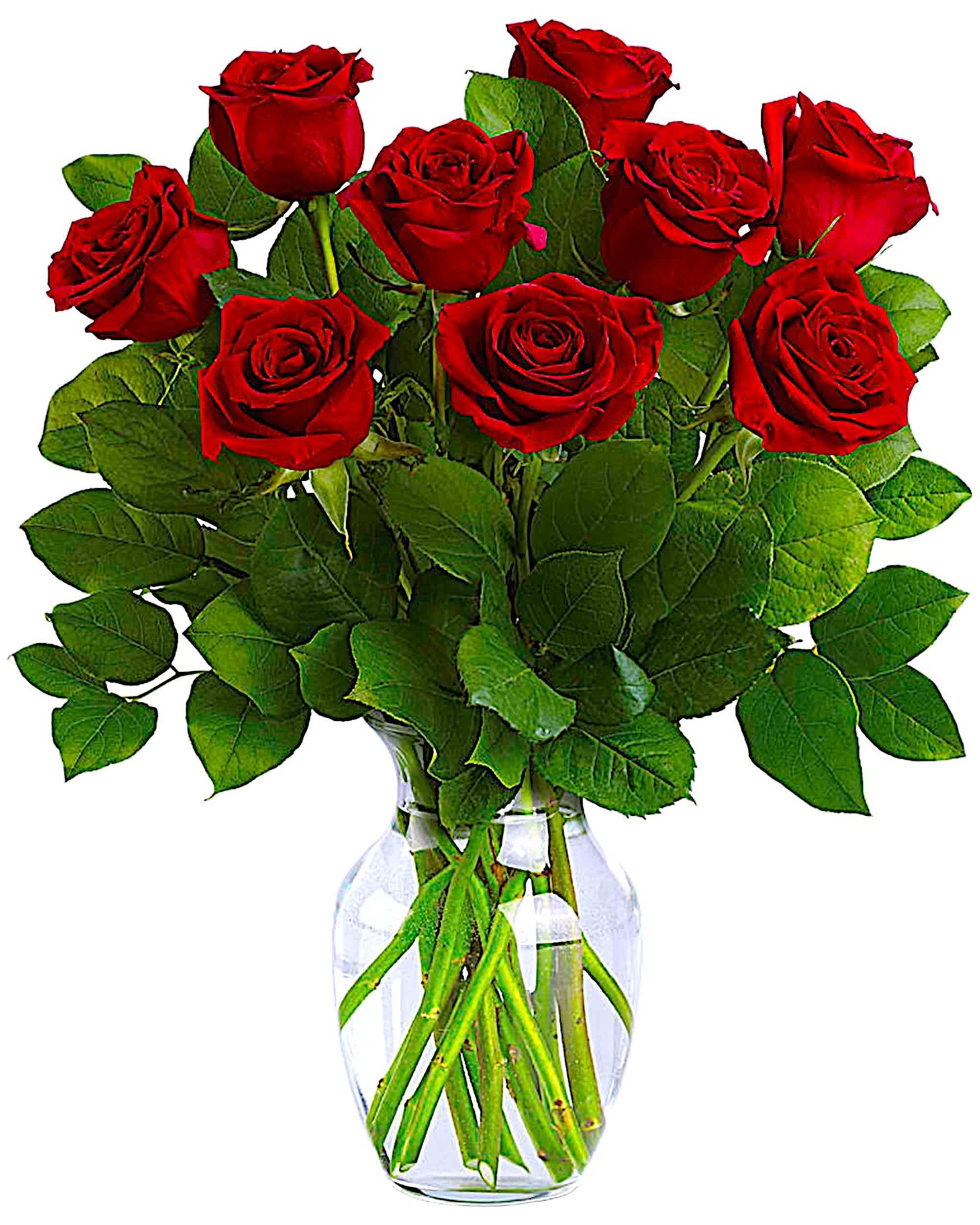 Classic Romance - Romancing the rose! Nothing says &quot;I love you&quot; like a dramatic arrangement of ravishing long stemmed red roses, enveloped in a lush backdrop of fresh salal leaves. Delivered in a classically graceful vase, it's an unforgettable romantic gesture.  DETAILS This classic arrangement features radiant long stemmed red roses accented with salal leaf.  VASE INCLUDED Orientation: All-Around Item #NF-271  FLORIST-TO-DOOR Same day flower delivery on most orders placed online by 12 pm or 10 am on weekends PST.  BLOOM DETAILS Roses Greenery  The Standard Arrangement is approx. 18 3/4&quot; H x 14 1/2&quot; W. (9 ROSES) The Deluxe Arrangement is approx. 19 1/2&quot; H x 15 1/2&quot; W. (12 ROSES) The Premium Arrangement is approx. 19 1/2&quot; H x 16 1/2&quot; W. (15 ROSES)  How to place an order? 1. You can place an order directly on this secure website OR 2. You can call in your order by dialing: (323) 262 - 9238 OR 3. You can visit our store (appointment recommended 323.262.9238)  NINFA'S FLOWERS 2405 WHITTIER BLVD. LOS ANGELES, CA. 90023  ATTENTION: *Please note that on busy holidays, Valentine's Day, and Mother's Day, we cannot verify if the recipient received the flowers until the following day. You can verify delivery on the website after 10:00 pm, call 323.262.9238 the following day after 10:00 am, or contact the recipient directly. Thank you for your patience and understanding. 