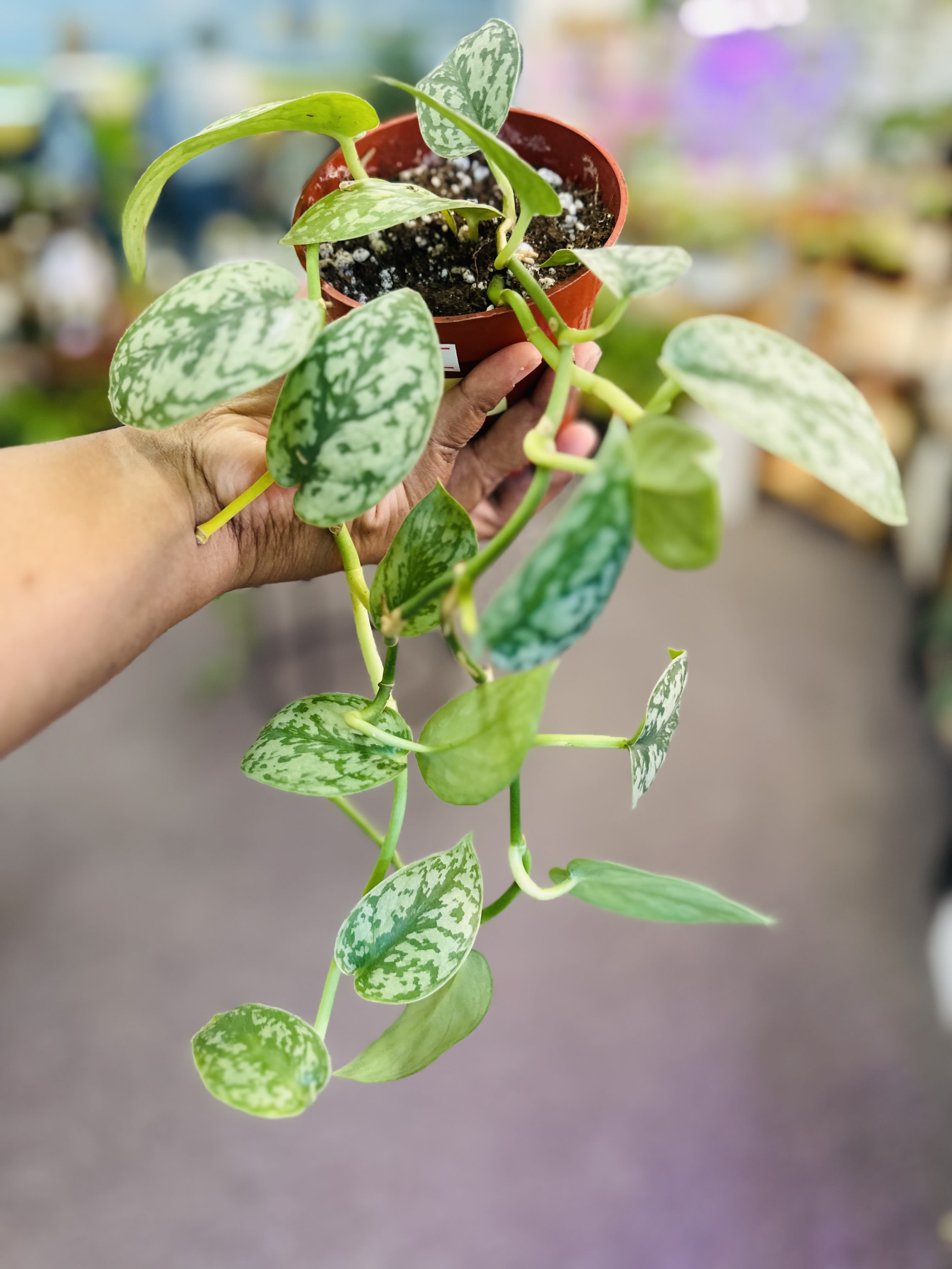 Scidapsus Silver lady - Rare scindapsus