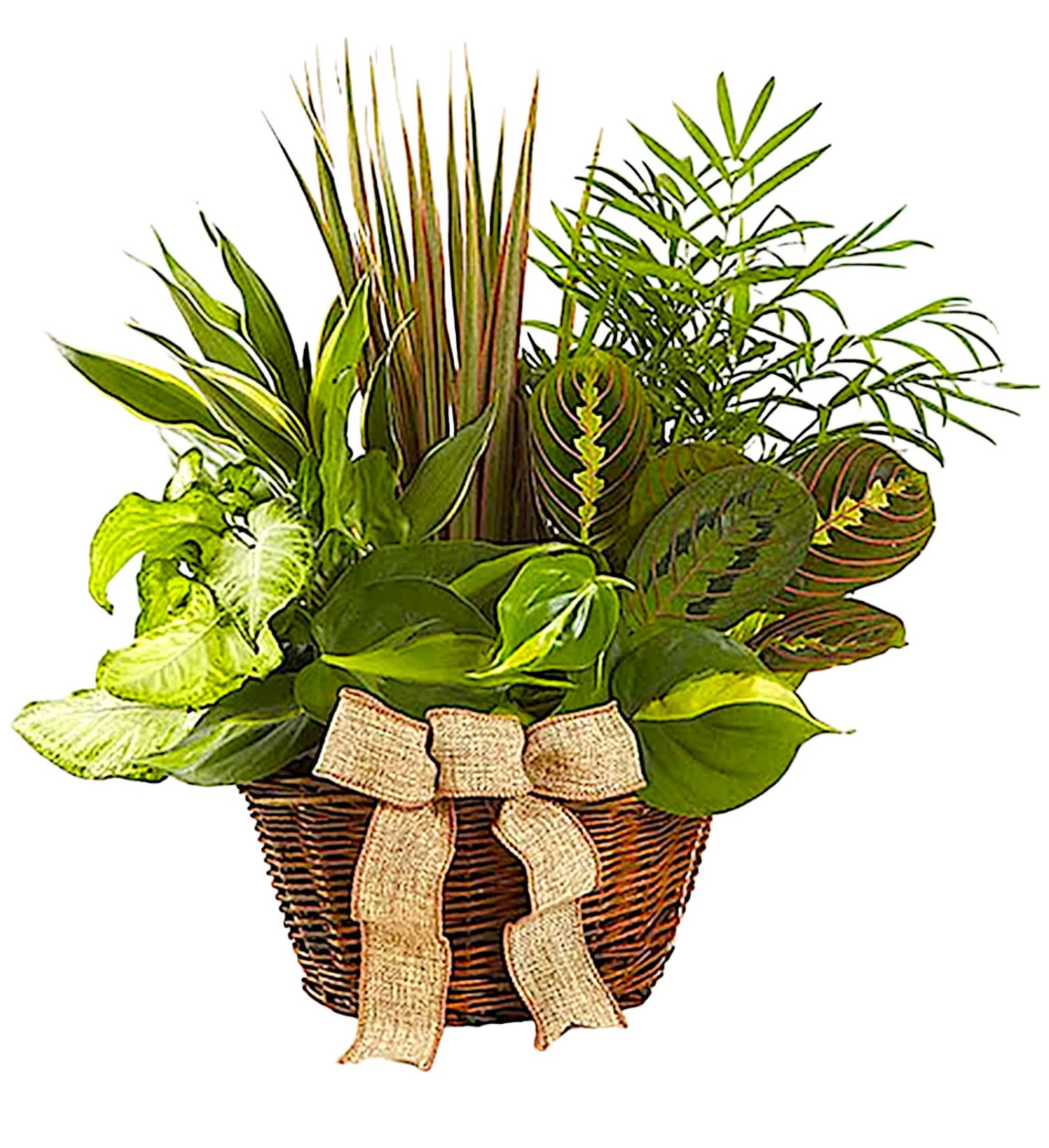 Classic Dish Garden - Who says you need to go outside to enjoy the natural beauty of a green landscape? Our classic dish garden is hand-designed with a lush variety of fresh plants to spruce up any indoor space. Set in a charming wicker basket with a rustic burlap ribbon, it’s a thoughtful gift for birthdays, housewarmings or any day you want to send a smile.  DETAILS Charming dish garden is hand-crafted with the freshest green plants available. We select only the finest quality plants, so types and varieties may vary due to local availability.  BASKET INCLUDED POTTED PLANT Orientation: All-Around Item #NF-241  FLORIST-TO-DOOR Same day flower delivery on most orders placed online by 12 pm or 10 am on weekends PST.  The Standard measures overall approximately 8&quot;D The Deluxe measures approximately 10&quot;D The Premium measures approximately 12&quot;D  How to place an order? 1. You can place an order directly on this secure website OR 2. You can call in your order by dialing: (323) 262 - 9238 OR 3. You can visit our store (appointment recommended 323.262.9238)  NINFA'S FLOWERS 2405 WHITTIER BLVD. LOS ANGELES, CA. 90023  ATTENTION: *Please note that on busy holidays, Valentine's Day, and Mother's Day, we cannot verify if the recipient received the flowers until the following day. You can verify delivery on the website after 10:00 pm, call 323.262.9238 the following day after 10:00 am, or contact the recipient directly. Thank you for your patience and understanding.