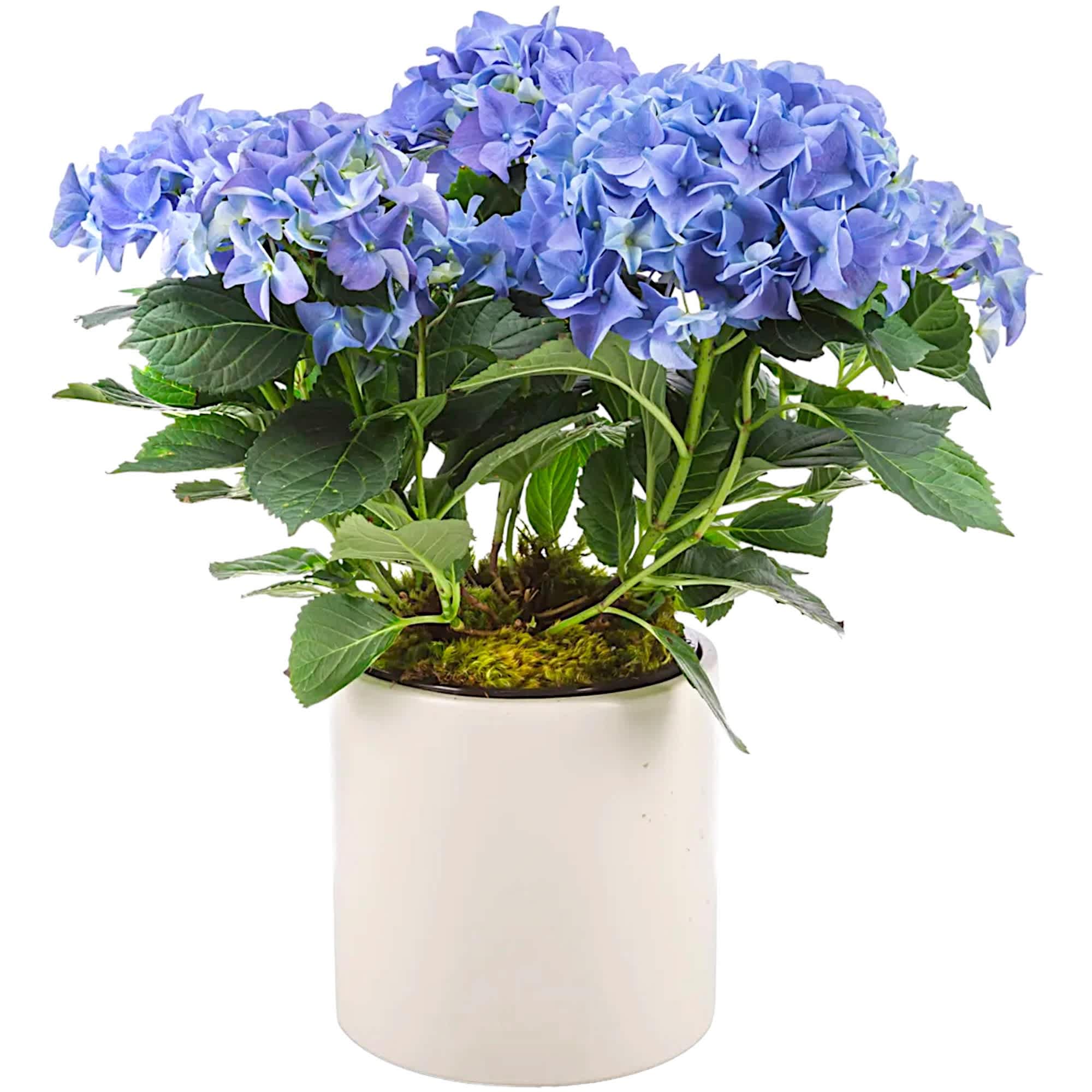 Hydrangea Plant by BloomNation™ - Send a beautiful hydrangeas plant! Keep the flowers blooming by putting them in a bright (but not the brightest) window.   DETAILS Hydrangea Plant accented with green moss.  PLANTER INCLUDED Orientation: All-Around Item #NF-249  FLORIST-TO-DOOR Same day flower delivery on most orders placed online by 12 pm or 10 am on weekends PST.  POTTED PLANT  The Standard (SHOWN)  How to place an order? 1. You can place an order directly on this secure website OR 2. You can call in your order by dialing: (323) 262 - 9238 OR 3. You can visit our store (appointment recommended 323.262.9238)  NINFA'S FLOWERS 2405 WHITTIER BLVD. LOS ANGELES, CA. 90023  ATTENTION: *Please note that on busy holidays, Valentine's Day, and Mother's Day, we cannot verify if the recipient received the flowers until the following day. You can verify delivery on the website after 10:00 pm, call 323.262.9238 the following day after 10:00 am, or contact the recipient directly. Thank you for your patience and understanding. 