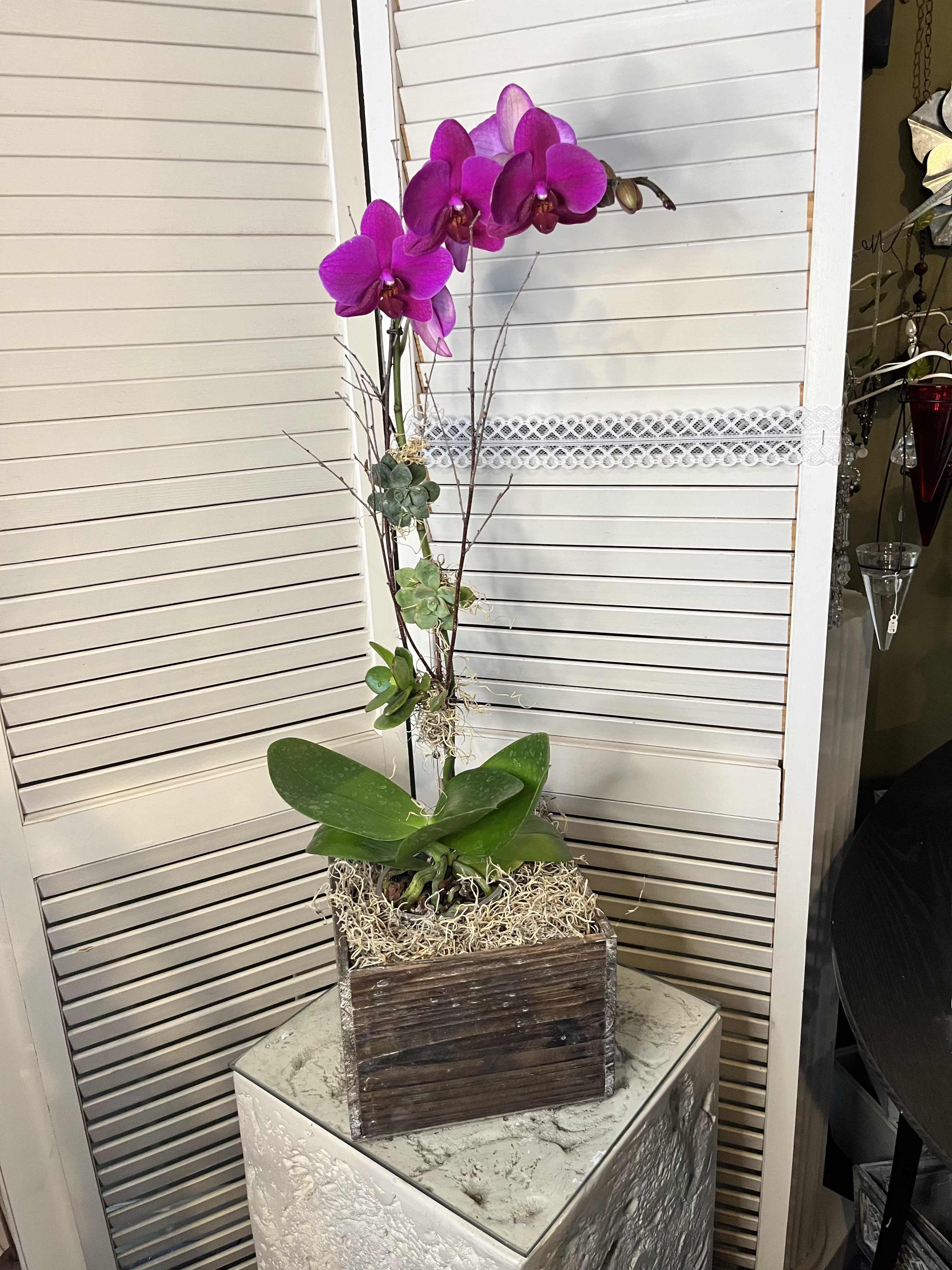 Purple Orchid - An exotic lavender phalaenopsis orchid comes delivered in a wooden box . It's easy to take care of and lovely to look at. 