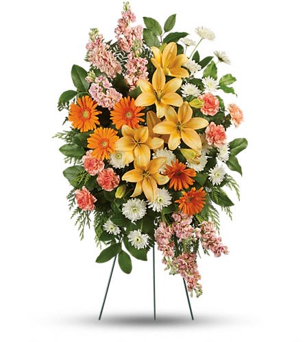 Treasured Lilies Spray - An image of radiant beauty! The sunny hues of this magnificent arrangement of lilies gerberas and carnations speak to the warmth of your memories. This glorious spray includes peach asiatic lilies orange gerberas orange carnations peach stock and white cushion spray chrysanthemums accented with flat cedar leatherleaf fern and lemon leaf.Approximately 22 1/2&quot; W x 34&quot; H Orientation: One-Sided As Shown : T273-2A