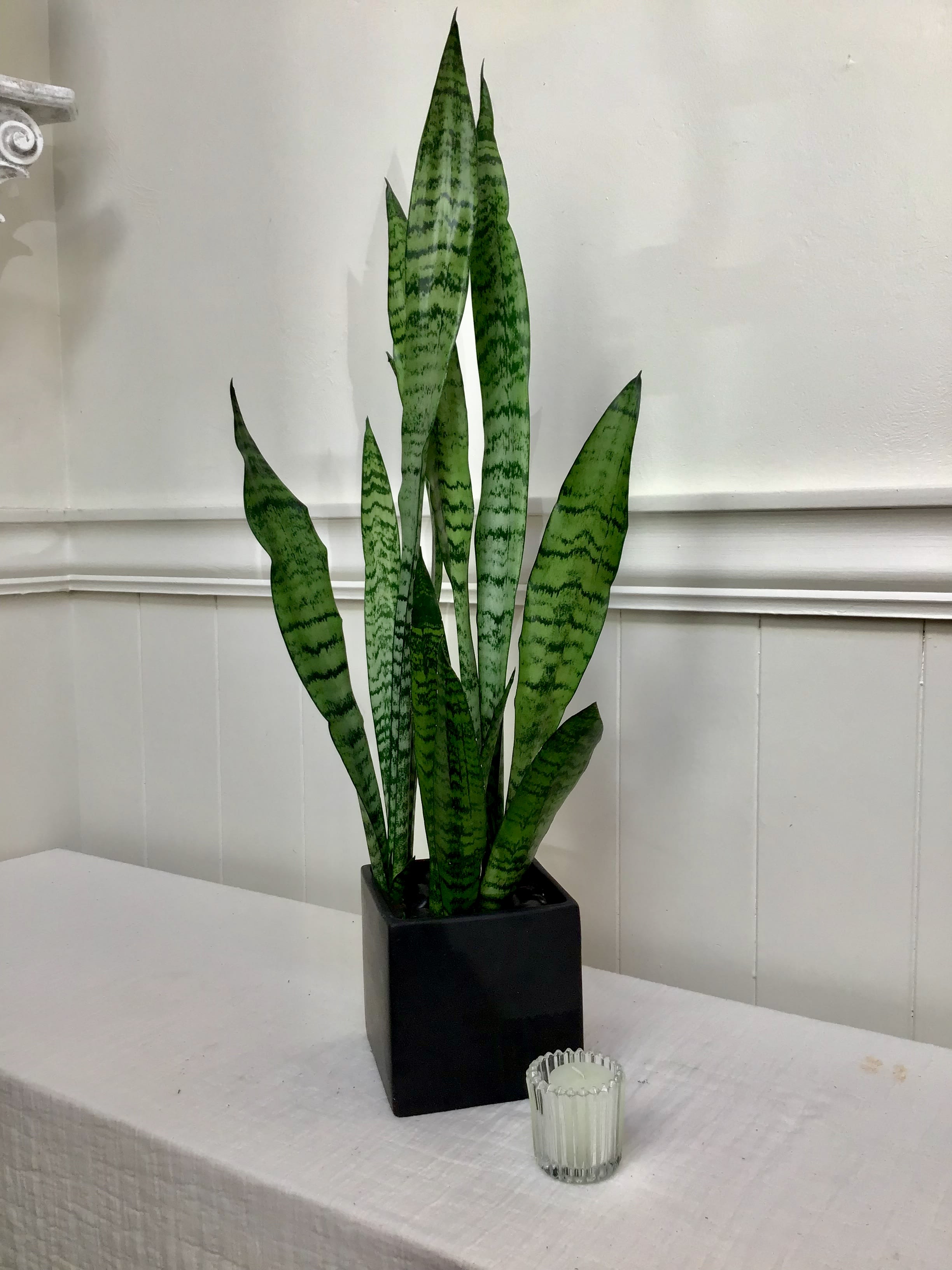 Snake Plant Snake Plant - Easy to care for Snake plant in a matte black container or wooden box. Accented with colored rocks.