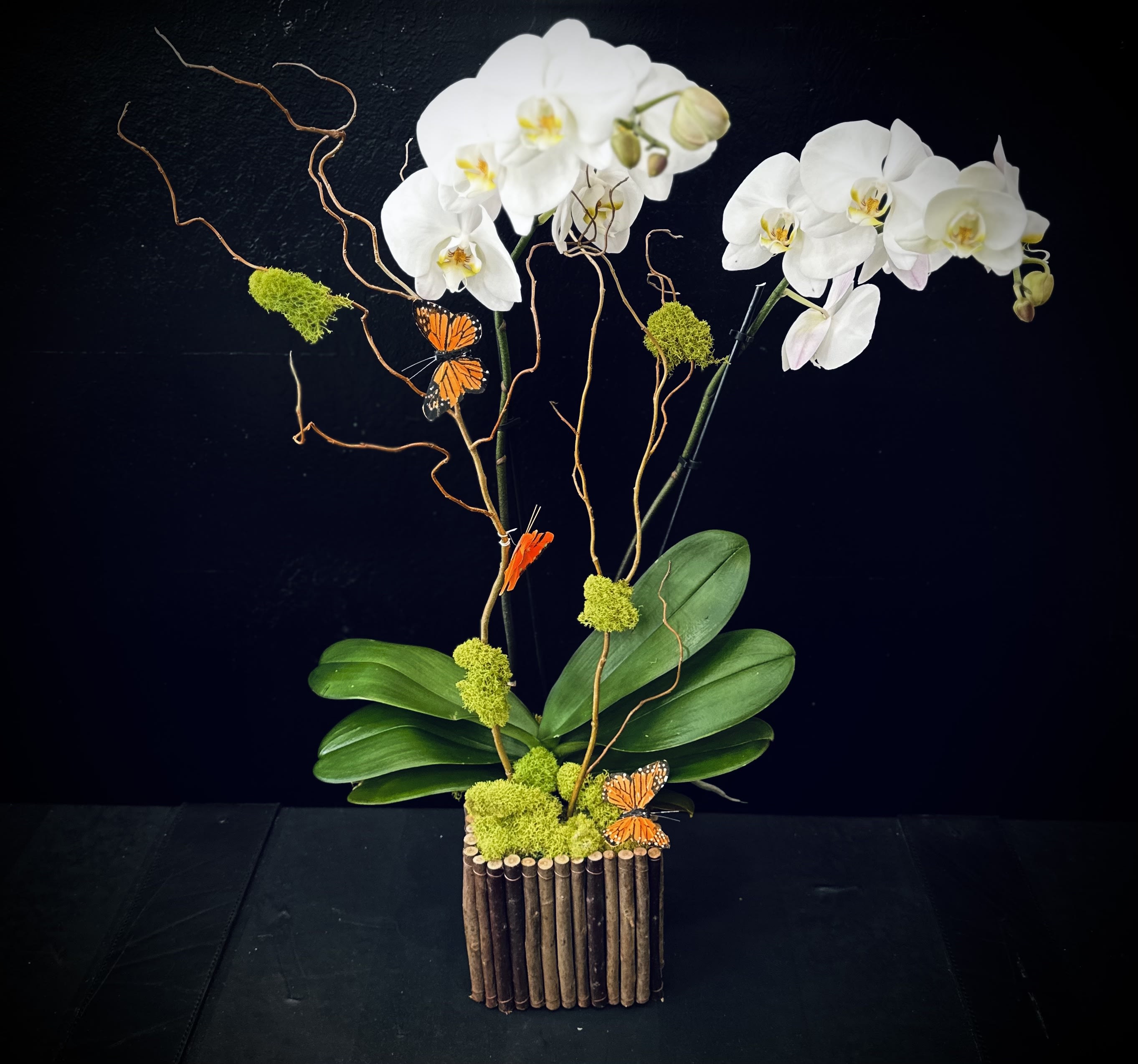 White double spike - Double stems white orchids