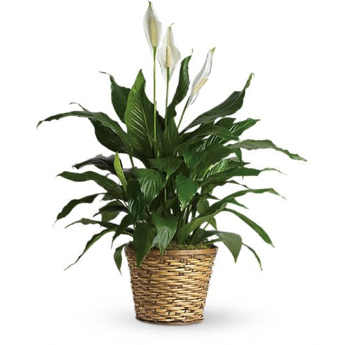 Simply Elegant Peace Lilly Simply Elegant Peace Lilly - Known for its indoor beauty and ability to clear the air of contaminants this brilliant green plant with dazzling white blossoms makes a perfect gift for almost any occasion. low-maintenance. High quality. Bet you never knew delivering elegance could be this simple. This spathiphyllum comes in an 6" (approx 2' tall) woven wicker basket is pictured. next size is an 8" pot (approx 3' tall) and large is 10" (approx 4' tall )in diameter