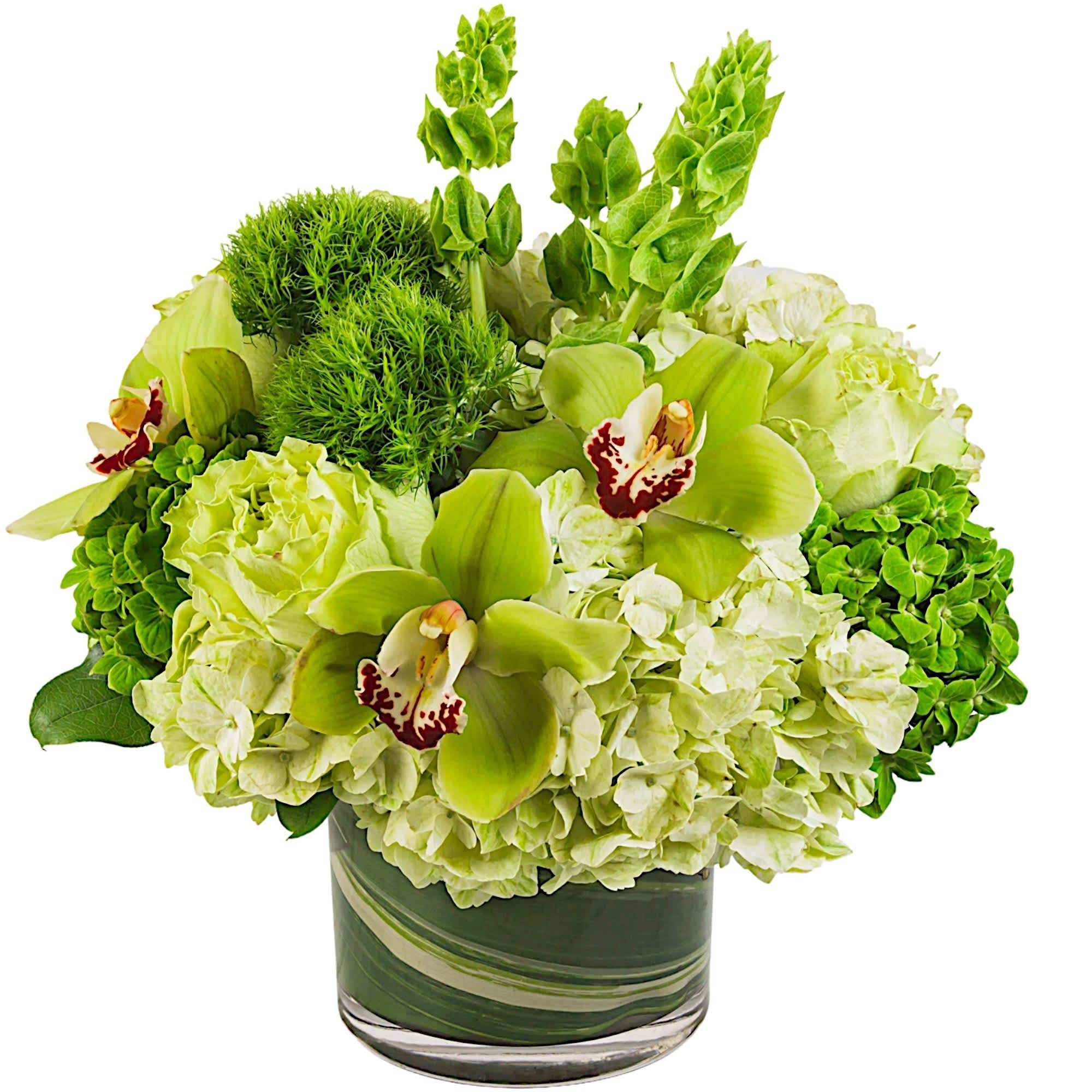 Irish Bells by BloomNation™ - Keep things fresh and lucky with this all-green arrangement. Send somebody a good luck arrangement.  DETAILS Bells of Ireland, dianthus, cymbidium orchids, and green hydrangeas.  VASE INCLUDED Orientation: One-Sided Item #NF-390  FLORIST-TO-DOOR Same day flower delivery on most orders placed online by 12 pm or 10 am on weekends PST.  BLOOM DETAILS Roses Cymbidium Orchids Green Hydrangeas Bells of Ireland Green Trick Greenery  The Standard Arrangement is approx. 15&quot; W x 16&quot; H. (SHOWN) The Deluxe Arrangement is approx.16&quot; W x 17&quot; H. The Premium Arrangement is approx.17&quot; W x 18&quot; H.  How to place an order? 1. You can place an order directly on this secure website OR 2. You can call in your order by dialing: (323) 262 - 9238 OR 3. You can visit our store (appointment recommended 323.262.9238)  NINFA'S FLOWERS 2405 WHITTIER BLVD. LOS ANGELES, CA. 90023  ATTENTION: *Please note that on busy holidays, Valentine's Day, and Mother's Day, we cannot verify if the recipient received the flowers until the following day. You can verify delivery on the website after 10:00 pm, call 323.262.9238 the following day after 10:00 am, or contact the recipient directly. Thank you for your patience and understanding. 