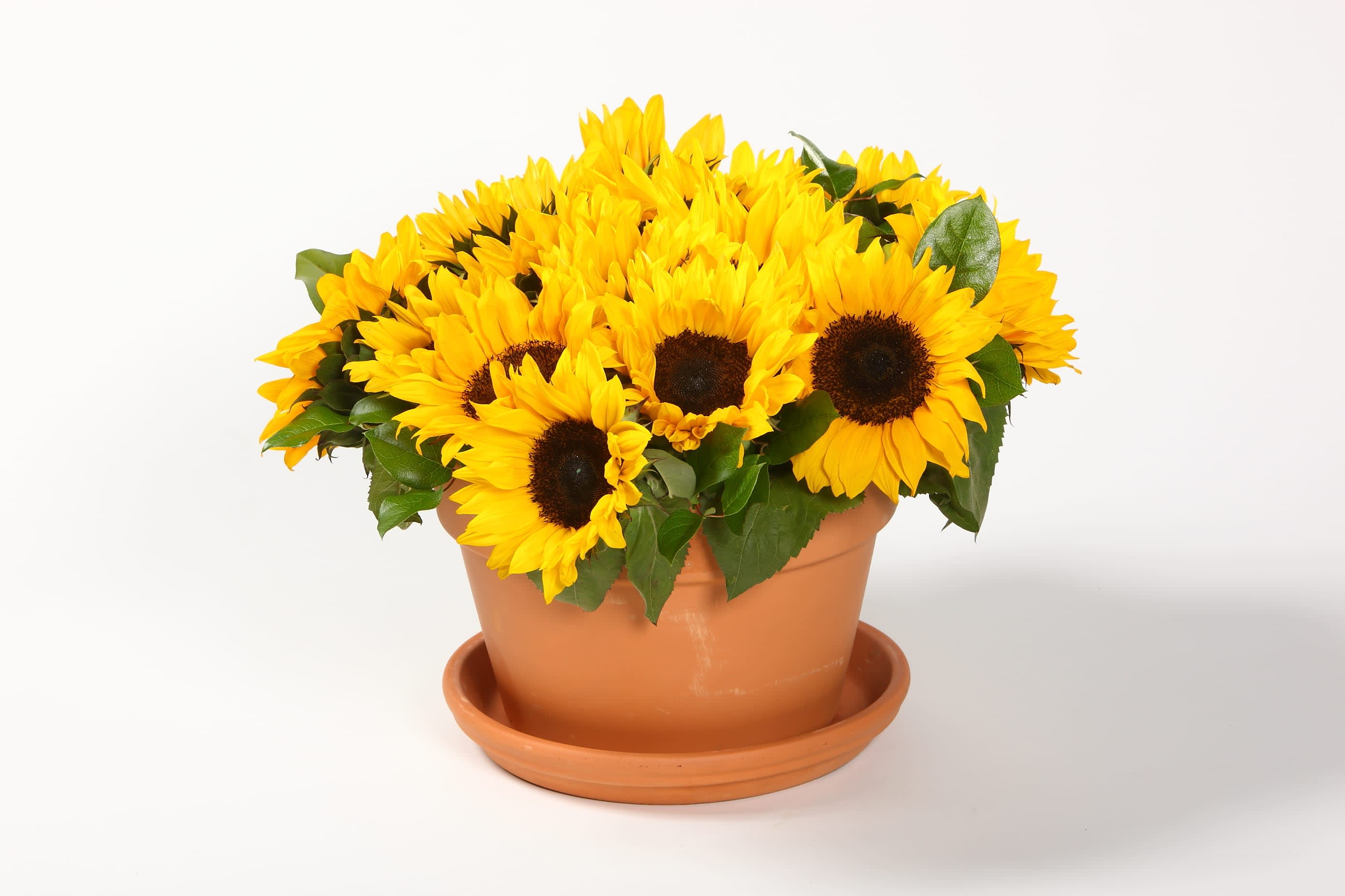 SUNFLOWERS - Sunflowers are a lovely answer to a festive table centerpiece. 