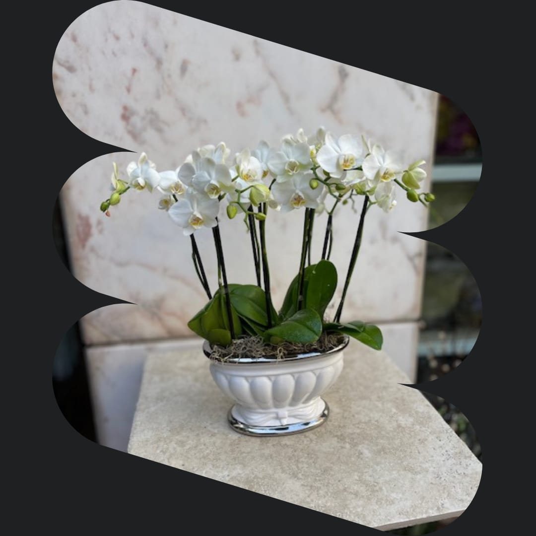 Four Double Stem Mini white Phalaenopsis Orchids | In Ceramic Item # 1798 - Ceramic Bowl of 4 White Mini Phalaenopsis Orchids arrangement.  Orchids are elegant and beautiful, and a fantastic flower to form part of an arrangement or stand-alone. If you’d like to treat a loved one or yourself to a flower that represents strength, beauty, love, and luxury, orchids are the only choice. Order and buy orchid flowers online for same-day local delivery throughout Los Angeles, available in a range of vibrant colors and arrangements. Care Instructions  Orchids should receive indirect sunlight and get watered once every week or so.  Disclaimer  Be mindful when carrying or handling this product, it is very delicate. Please note that arrangements are hand-made in-house and may vary based on plant availability.