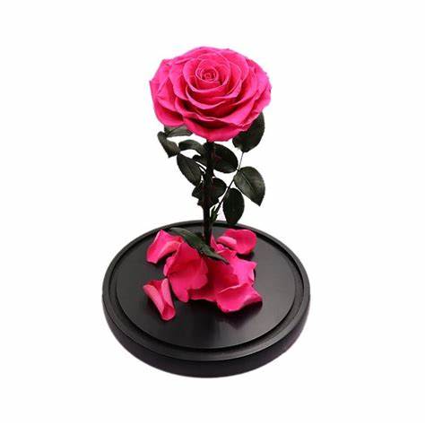 Enchanted Rose in a Glass Dome (Hot Pink) Enchanted Rose in a Glass Dome (Hot Pink) - The Enchanted Rose is the perfect way to celebrate a birthday, anniversary or Mother’s Day with someone you love. This unique display features an actual red rose, beautifully cut and preserved in a sealed glass dome. When kept in its sealed environment, it will last years, with absolutely no maintenance.