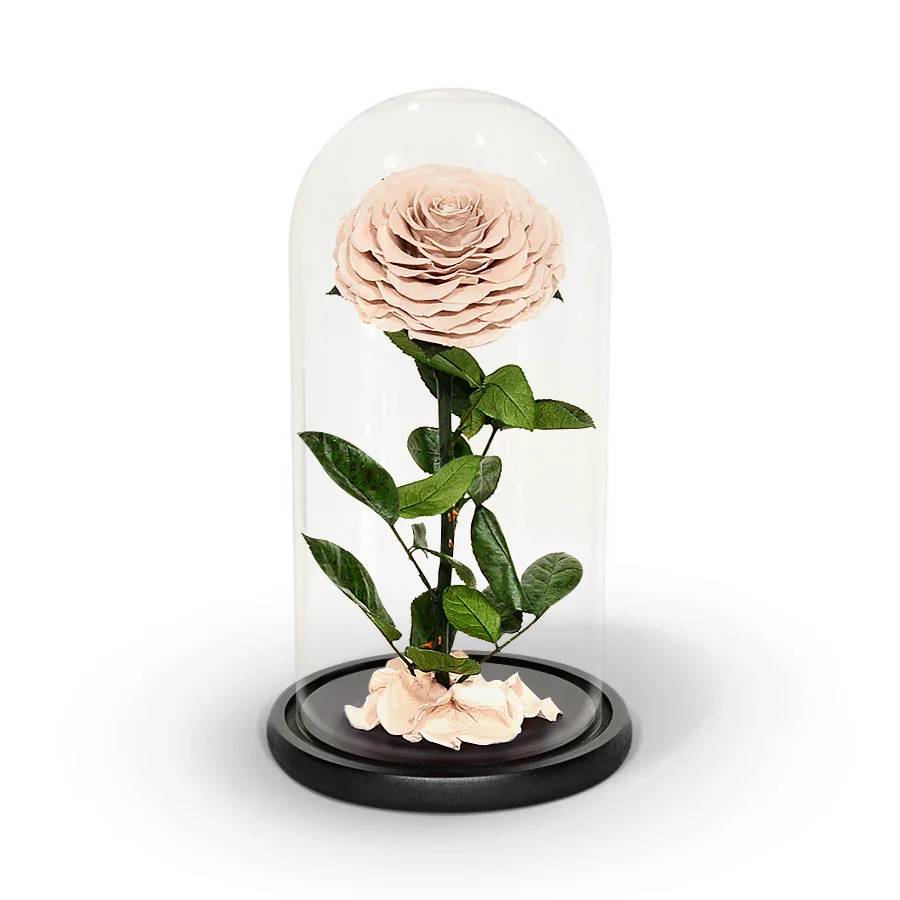 Enchanted Rose in a Glass Dome Sand Enchanted Rose in a Glass Dome Sand - The Enchanted Rose is the perfect way to celebrate a birthday, anniversary or Mother’s Day with someone you love. This unique display features an actual red rose, beautifully cut and preserved in a sealed glass dome. When kept in its sealed environment, it will last years, with absolutely no maintenance.