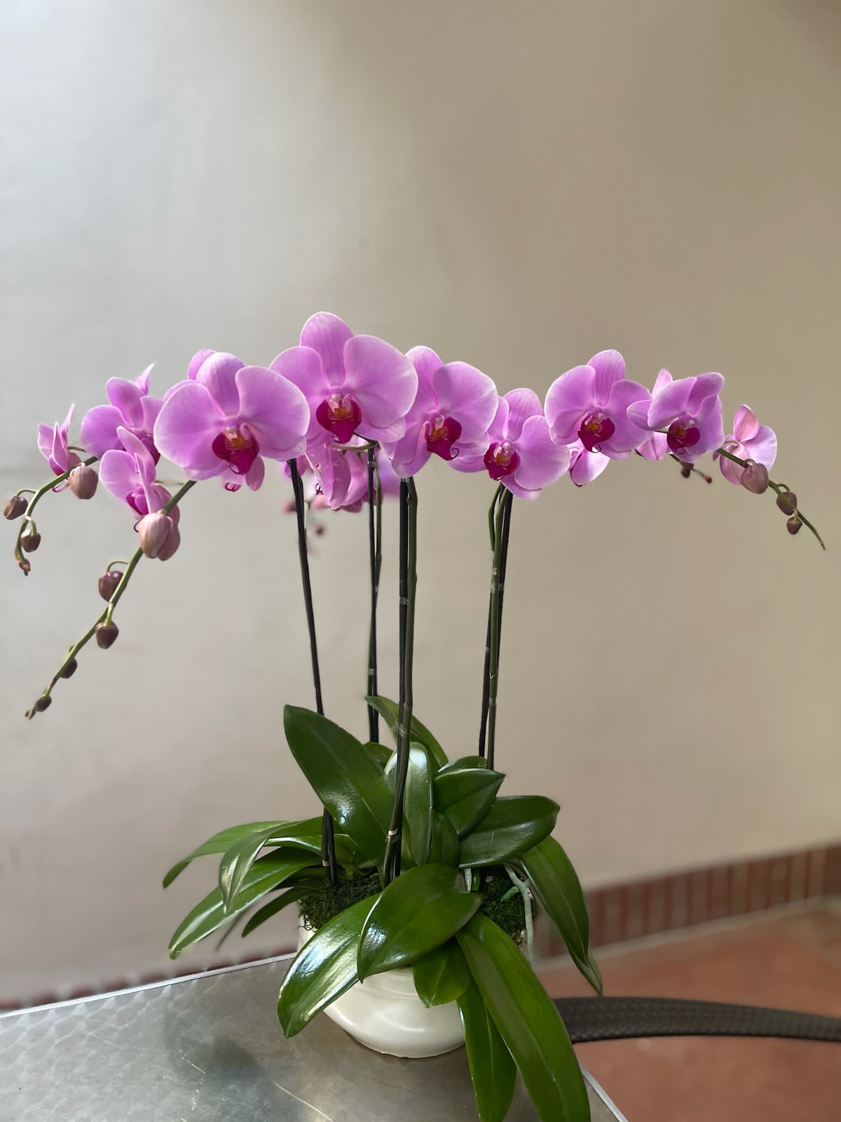 FLOWERS ORCHID 洋蘭