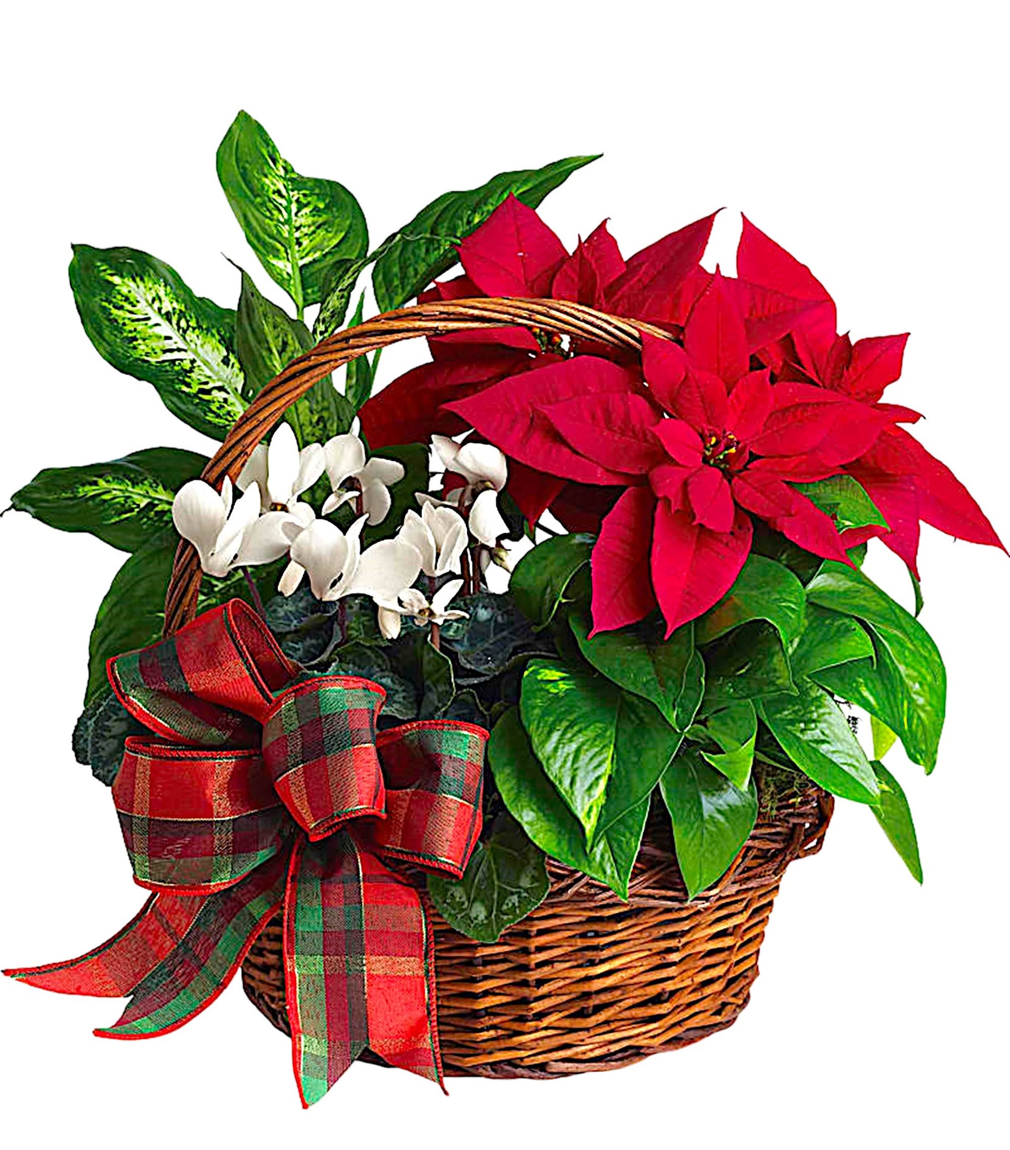 Holiday Homecoming Basket - A living holiday gift they can enjoy all season long! This gift basket, delivered by a florist, features mixed holiday plants in a basket tied with a festive bow.  DETAILS Four potted plants - a red poinsettia, white cyclamen, green pothos and variegated dieffenbachia - are arranged in a natural handled basket decorated with a festive bow.  POTTED PLANTS Orientation: All-Around Item #NF-803  FLORIST-TO-DOOR Same day flower delivery on most orders placed online by 12 pm or 10 am on weekends PST.  The Standard Arrangement is approximately 17&quot; H x 17 1/2&quot; W.  How to place an order? 1. You can place an order directly on this secure website OR 2. You can call in your order by dialing: (323) 262 - 9238 OR 3. You can visit our store (appointment recommended 323.262.9238)  NINFA'S FLOWERS 2405 WHITTIER BLVD. LOS ANGELES, CA. 90023  ATTENTION: *Please note that on busy holidays, Valentine's Day, and Mother's Day, we cannot verify if the recipient received the flowers until the following day. You can verify delivery on the website after 10:00 pm, call 323.262.9238 the following day after 10:00 am, or contact the recipient directly. Thank you for your patience and understanding.