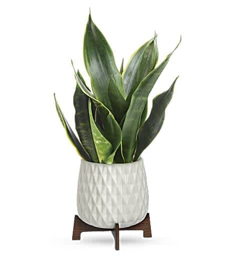 Teleflora's Growing Art Sansevieria Plant - The geometric design on this chic ceramic planter is the perfect accent for the striking leaves of the sansevieria making this the ultimate gift of style and charm! 