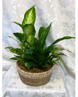 Basket Garden - Assorted green plants in a neutral container. Note: The plants and container may be different and subject to change if unavailable. Fresh cut flowers can also be added to the garden in additional cost.