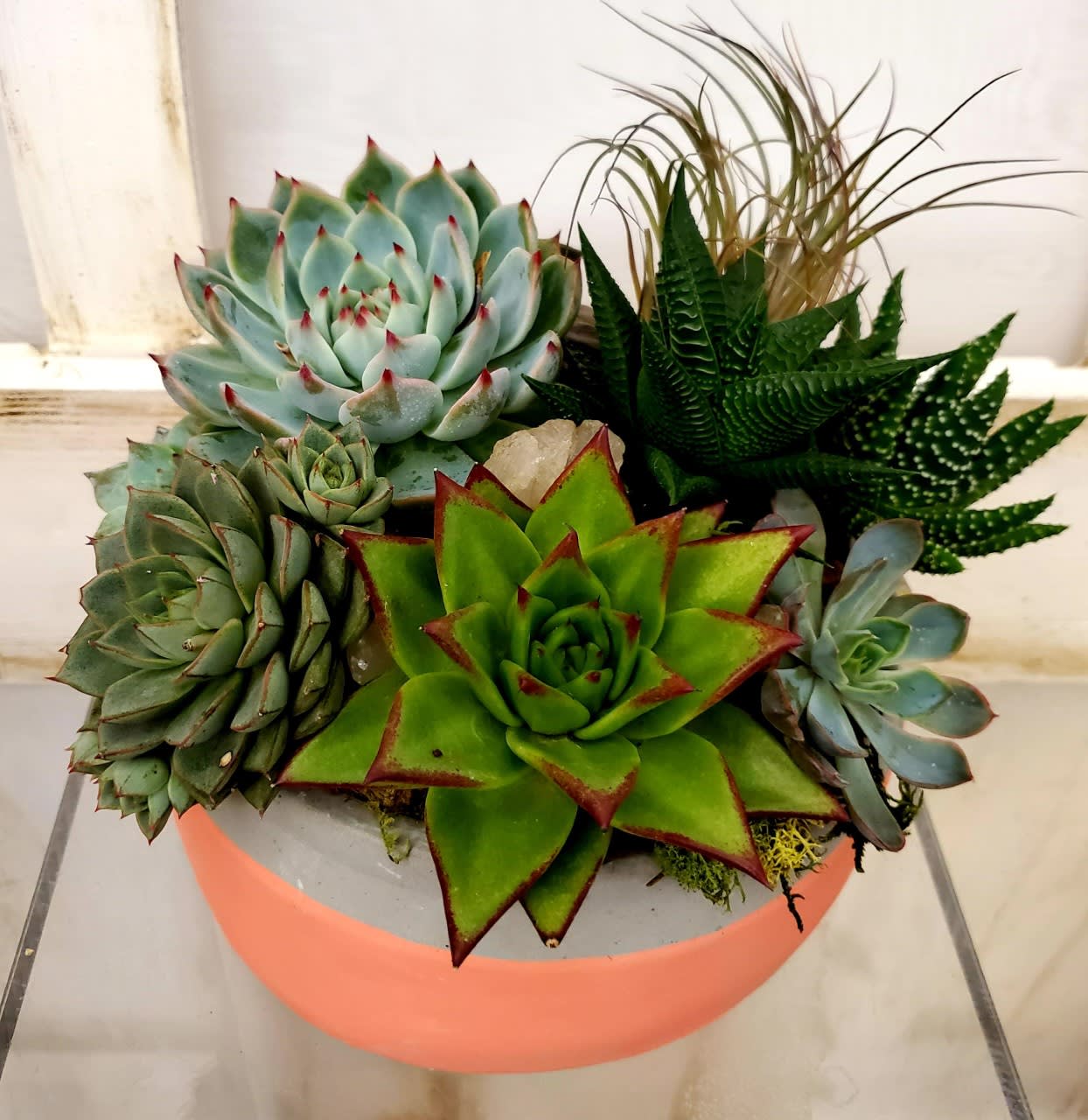 What the Succulent What the Succulent - Grab this guy for your favorite garden lover! This succulent garden comes in a painted concrete pot available in peach, pink, or blue.