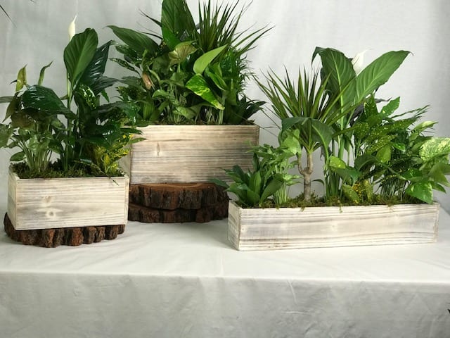 Rustic Planter - A mixture of different variety green plants in a rustic, muted wood box. Lush with different shades greens and accented with an earth toned lengthy container. 