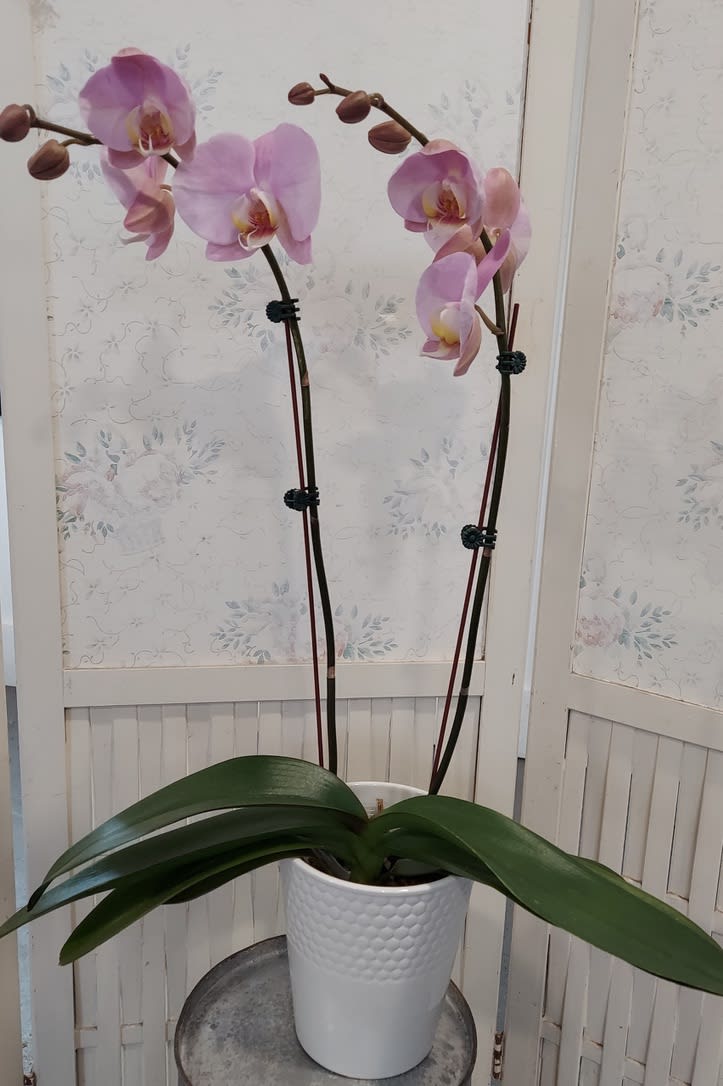 Double Orchid Double Orchid - Who doesn't like orchids? Double the joy with this beautiful flowering plant that is both colorful and fragrant.