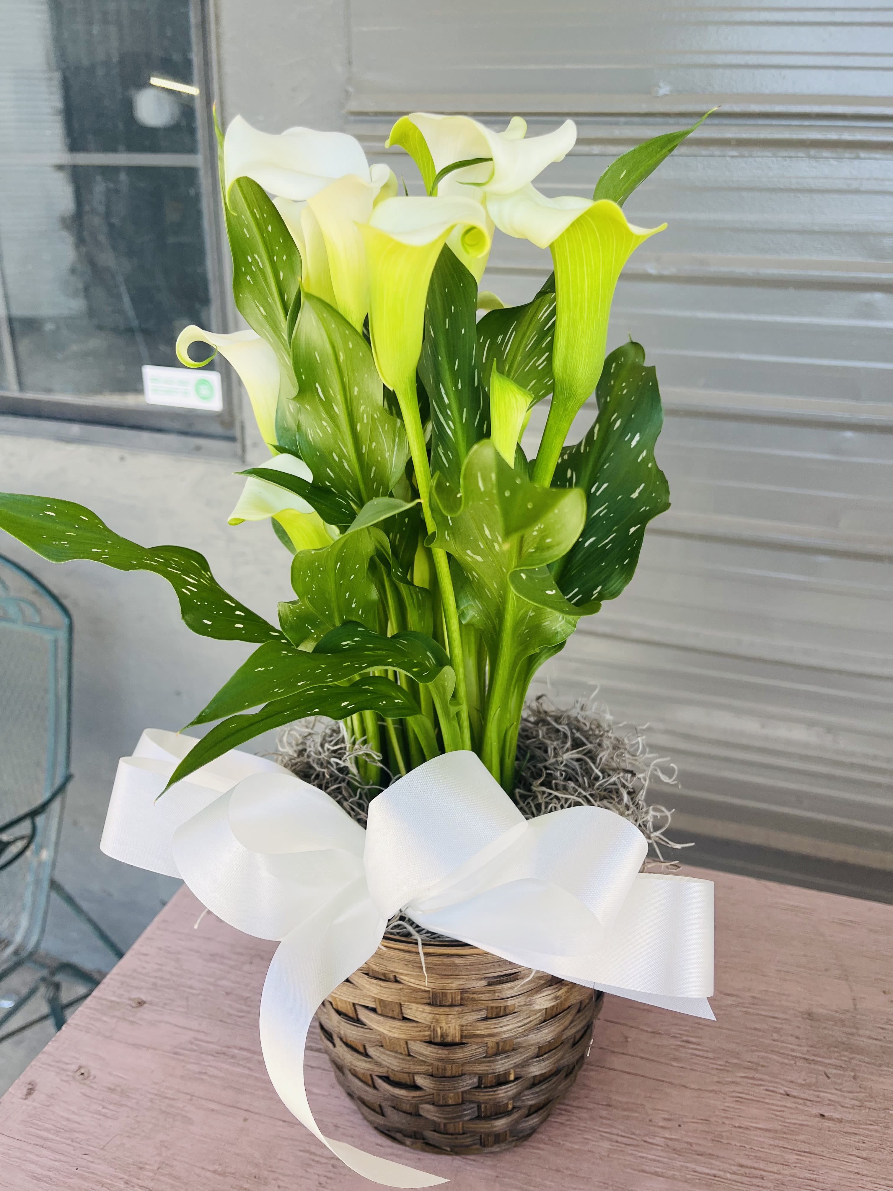 Calla Lily plant - 6 Inch Calla Lily plant in brown or white basket with bow