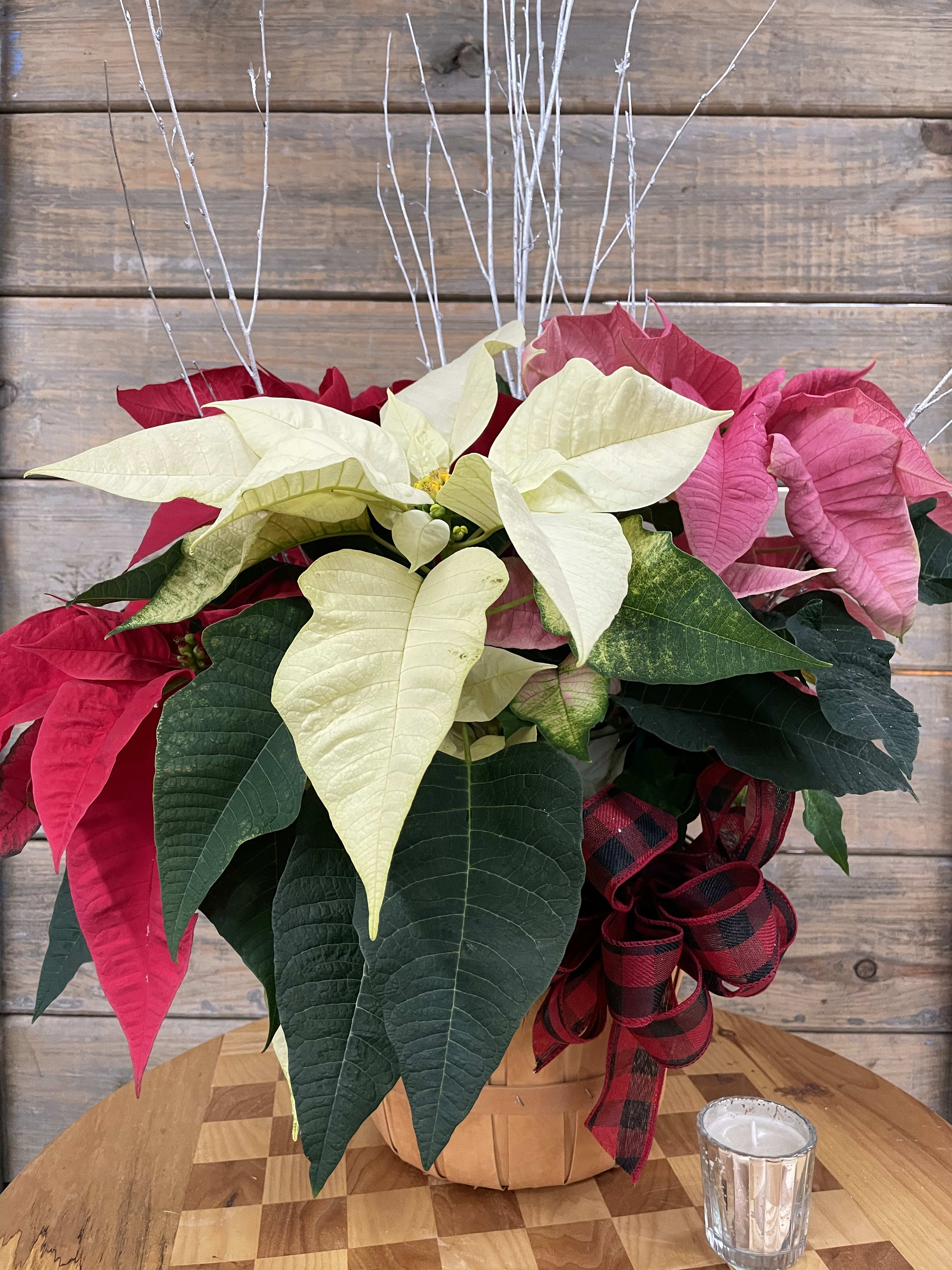 Multi-colored Poinsettia  - Red, Pink and Cream blooms. Presented in a basket with a gorgeous ribbon and decorative holiday twigs.