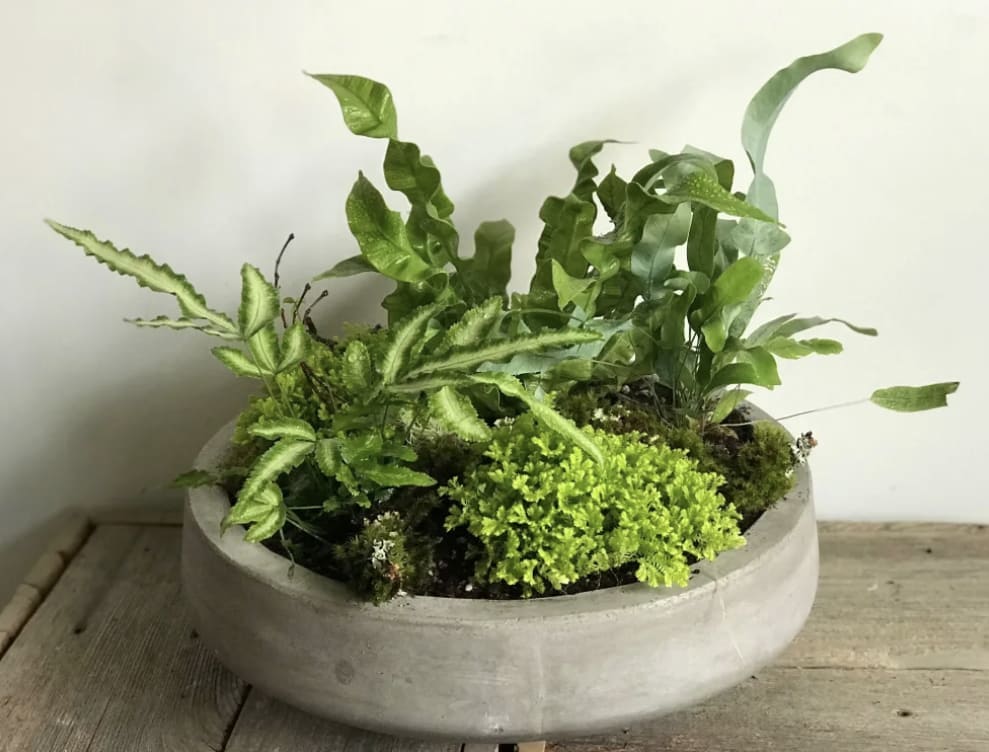 Fern Garden Fern Garden - To add life in any space, our lush planter is ideal for the home or office. Planted in 13” round low gray pottery. Plants pictured are representative of designer’s style, market availability and season. Due to this, the botanical arrangement pictured will not always reflect the arrangement you will receive