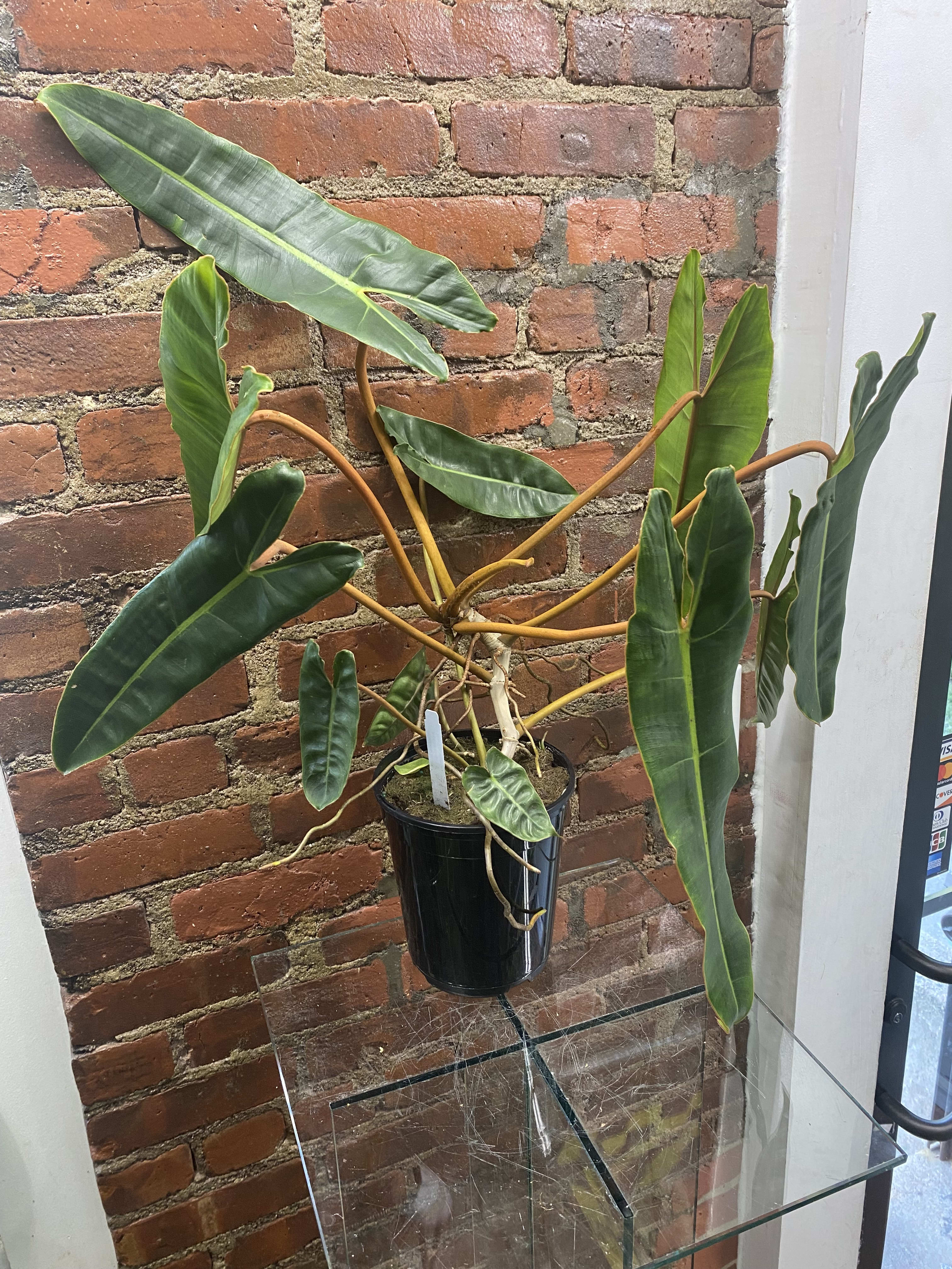 Philo Billietiae - Native to rainforests across South America, this tropical plant enjoys warm temperatures, high humidity, and plenty of indirect light. This tropical plant enjoys soil that is moist but well-drained.
