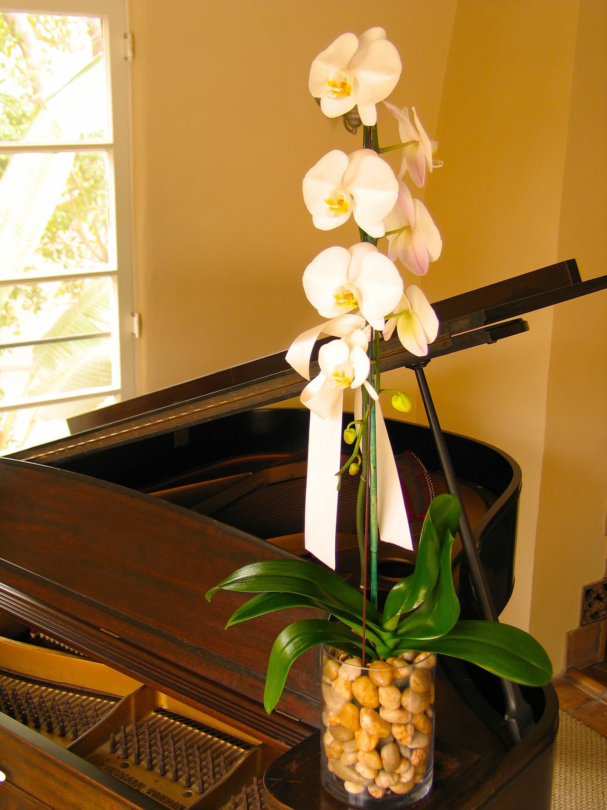 89 single stem orchid - Single Stem Multi-Blooming Orchids from T'sul Custom Floral Design in Newport Beach, CA  Add a touch of elegance to your floral decor with our Single Stem Multi-Blooming Orchids, freshly sourced from the market and exclusively available at T'sul Custom Floral Design in Newport Beach, CA. This beautiful orchid features multiple blooms on a single stem, showcasing the exquisite color and delicate beauty that orchids are renowned for.  Perfect for brightening up your home, office, or as a thoughtful gift, our multi-blooming orchid is a versatile choice that enhances any setting. Its stunning design makes it an ideal centerpiece or accent piece, bringing an air of sophistication and charm to any space.  Key Features:  Single stem of multi-blooming orchids, freshly sourced for exceptional quality Ideal for home decor, corporate gifts, or special occasions A beautiful and low-maintenance floral option that lasts Available in a variety of colors to suit your personal style or decor Transform your Newport Beach space with T'sul Custom Floral Design’s exquisite Single Stem Multi-Blooming Orchids. Order today to enjoy the beauty and elegance of fresh orchids in your home or office! 