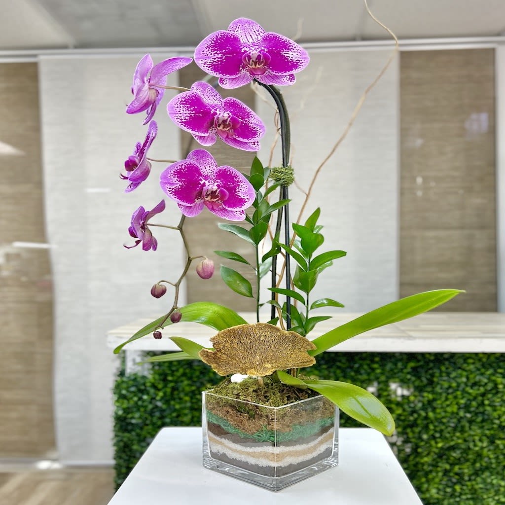 Orchid Pink Plant - Pink - Orchid Pink Plant: 1 single stem accented with green ruscus, moss, curly willow, and a greeting card. Color of orchids and container may vary depending on availability.