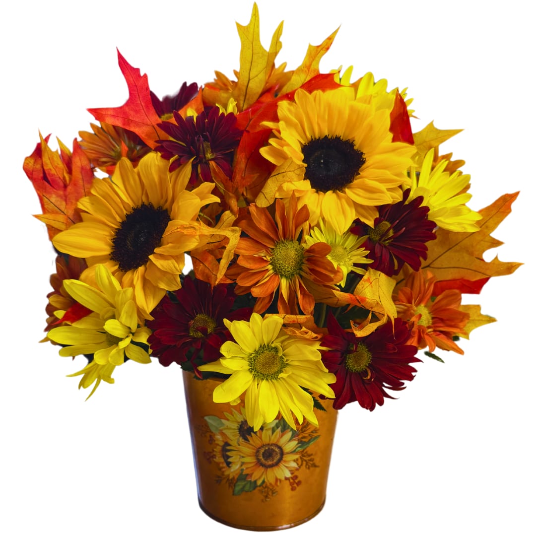Harvest Blooms Harvest Blooms - Capture the vibrant beauty of fall with the Harvest Blooms Bouquet. This radiant arrangement features a cheerful mix of sunflowers and daisies in warm hues of yellow, orange, and deep red, complemented by dried autumn leaves. Presented in a charming sunflower-themed tin, this bouquet is perfect for adding seasonal warmth to any space or as a thoughtful gift for fall celebrations. Celebrate the essence of autumn with this delightful and heartwarming display!