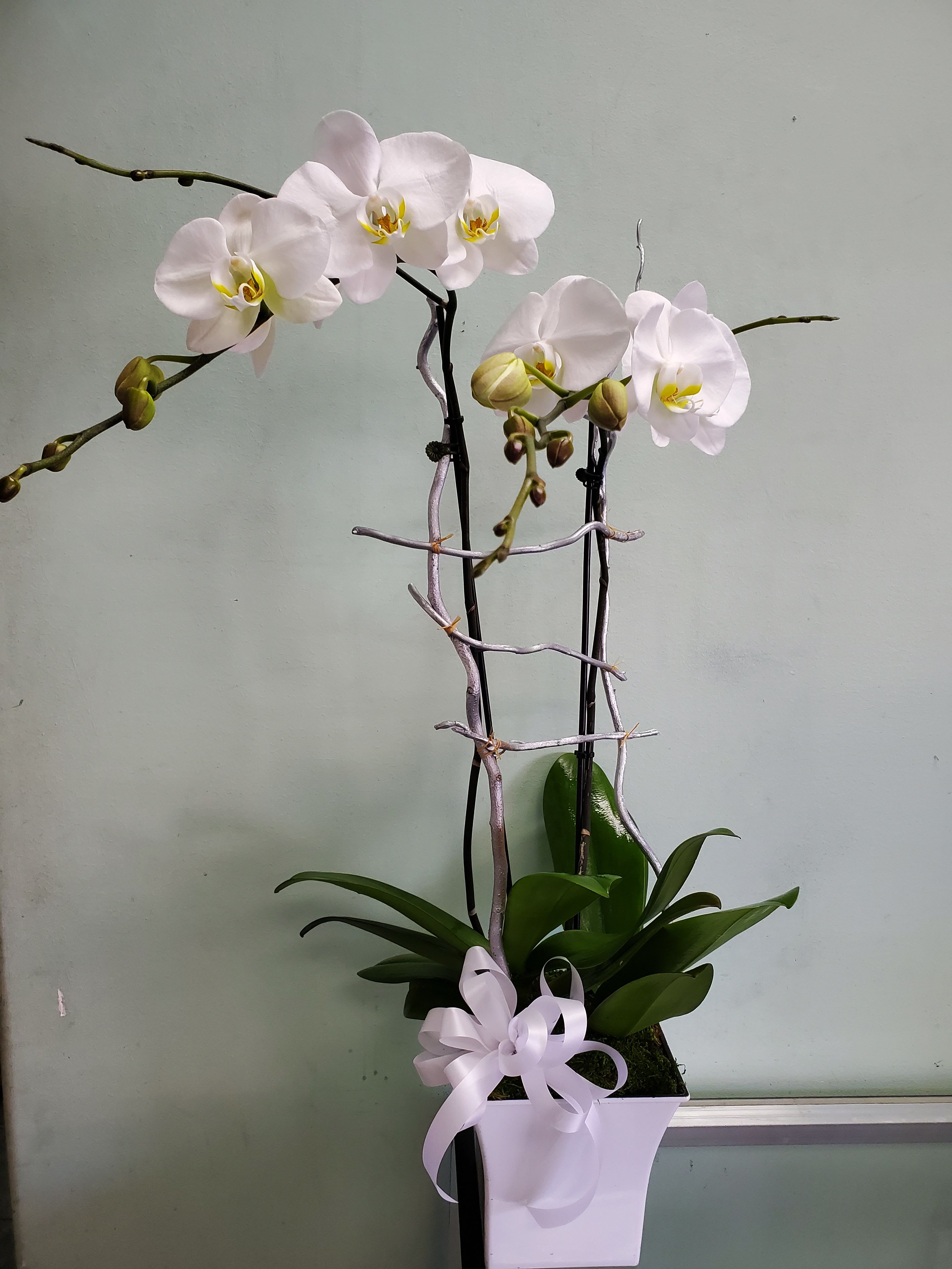 Orchid Blooms Orchid Blooms - Two orchid plants in a container.