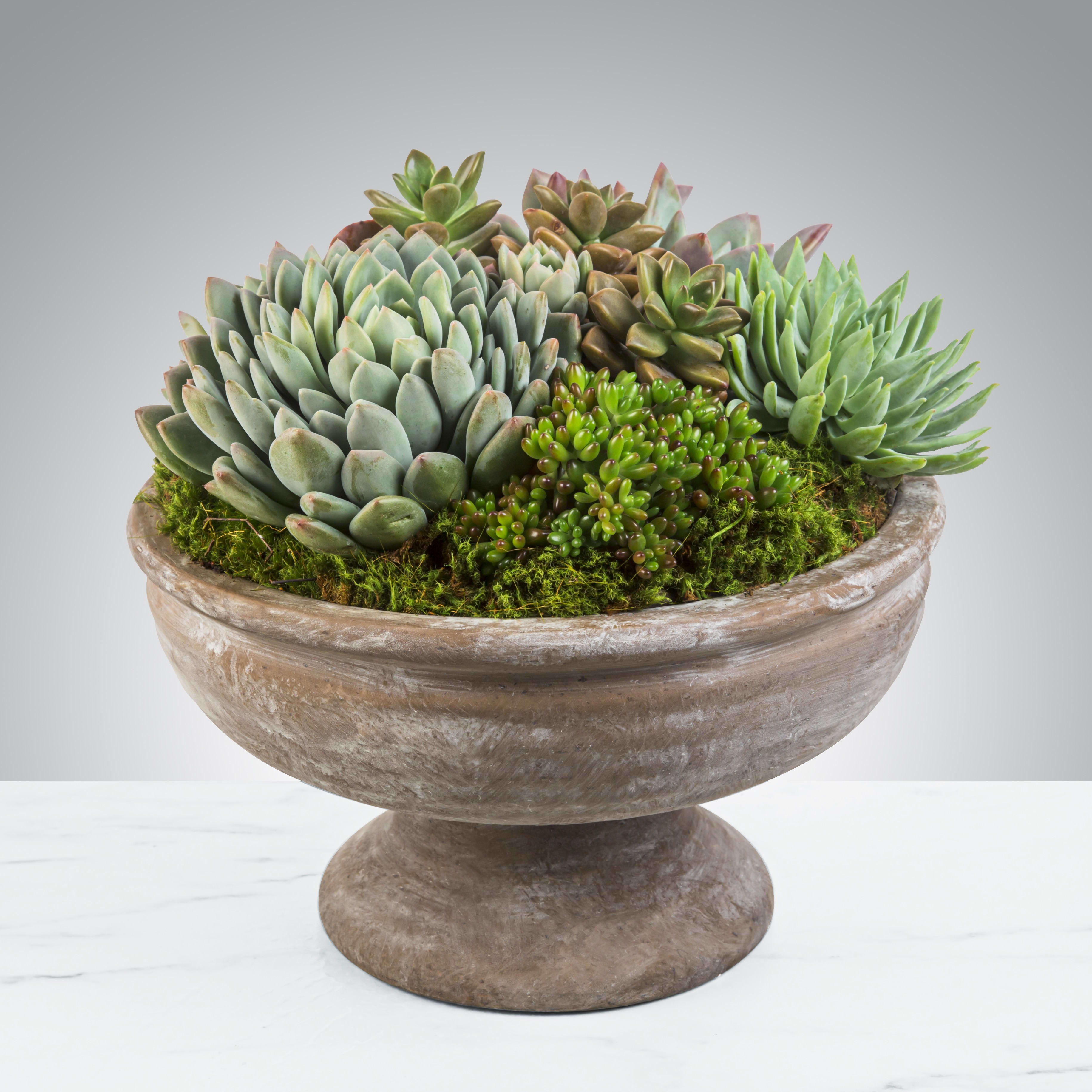 Succulent Bowl by BloomNation™ Succulent Bowl by BloomNation™ - The perfect desk or table accessory, this succulent arrangement features 4 to 6 assorted succulents. Containers will vary in appearance & style. APPROXIMATE DEMENSIONS: 12" W x 9" H Succulents Botanical Name: Cactaceae As all succulents are different the varying types may prefer different care routines. Most like direct sunlight and not too much water. We recommend misting your plant to prevent overwatering. Using a coarse potting mix that allows drainage and aeration will keep your succulent happy and healthy. Don't fret if the leaves closest to the soil dry or fall off, the plant is just fine!