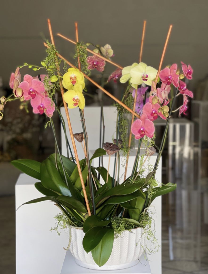 Natural Orchid Plant Arrangement Natural Orchid Plant Arrangement - SOME FLOWERS CAN BE SUBSTITUTED FOR OTHERS ACCORDING TO AVAILABILITY