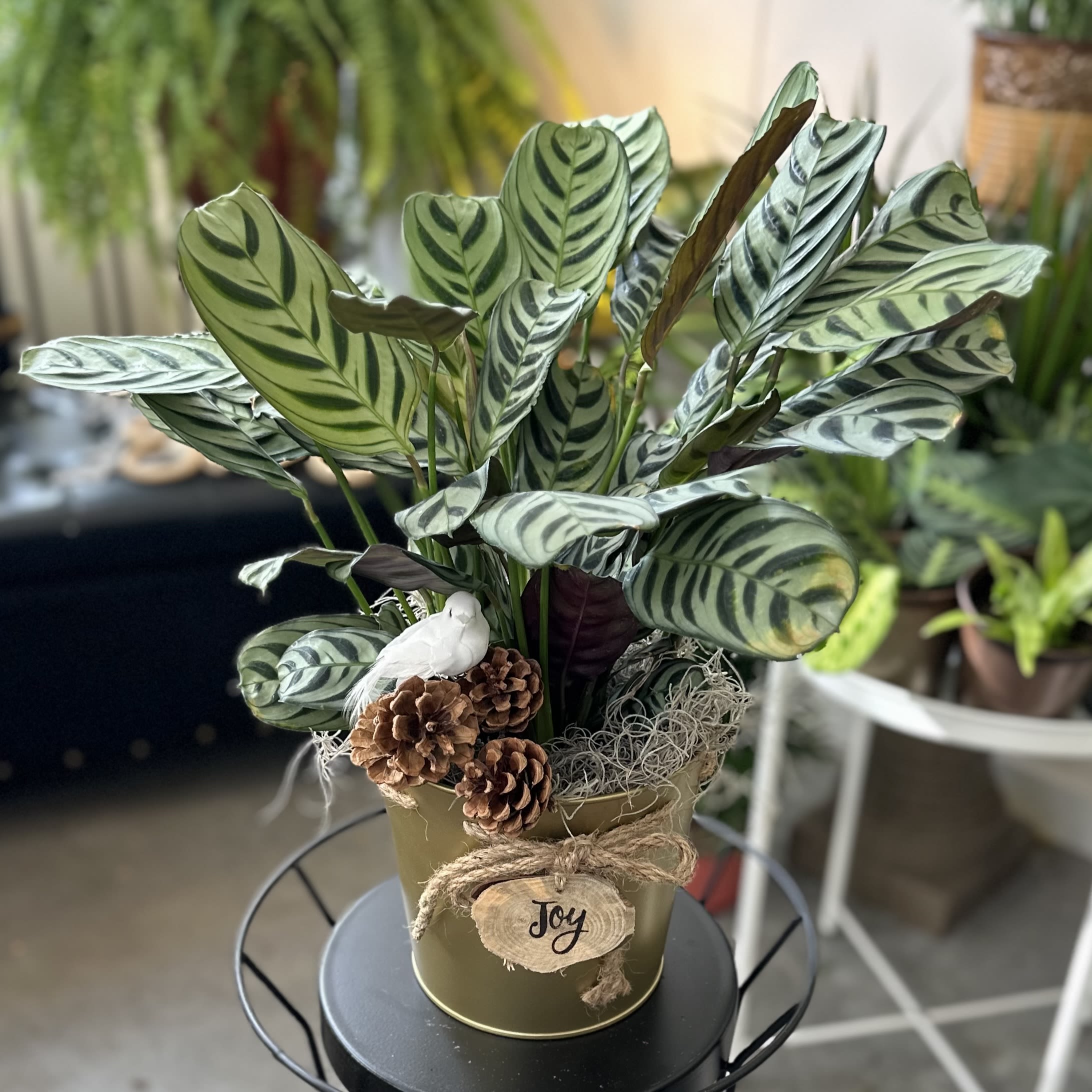 Green Plant in Joy Tin -  A lush green plant in a festive Joy tin, accented with pine cones and birds. The perfect way to add a little color to the holiday season.  Please note: Tin color may be red or gold. Plants will vary from photo based on available stock.