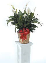 STUNNING PEACE LILY PLANT - PEACE LILY PLANT DESIGNED IN BASKET WITH BOW A long-time favorite of plant store owners and growers, the Peace Lily (or Spathiphyllum) finally got the recognition it deserves from the general public after NASA put it on its list of “Top Ten Household Air Cleaning Plants.” This tropical plant breaks down and neutralizes toxic gases like formaldehyde and carbon monoxide inside its pores. While we all appreciate cleaner, oxygenated air, it’s also the easy Peace Lily care, resiliency and forgiving nature that makes them such popular house plants. One of the great advantages in caring for the Peace Lily is the fact that it sags a bit when it needs water.  The basic Peace Lily Care tips below are followed by pruning, propagating and problem-solving this widely available plant. Since you can create one or two new plants yearly from an initial Peace Lily plant, it’s cost-effective to provide the plant’s minimum requirements.  Placement:   Since east windows allow direct sun rays and south windows allow indirect, but all day, light in consider putting the plant in a room that’s north or west facing instead. This is not to say the plant should be right on a window sill. Keeping the Peace Lily six to eight feet away from a window helps keep light levels consistent as well.  Light: Prefers medium, indirect sunlight. Yellow leaves indicate the Peace Lily is  getting too much light.  