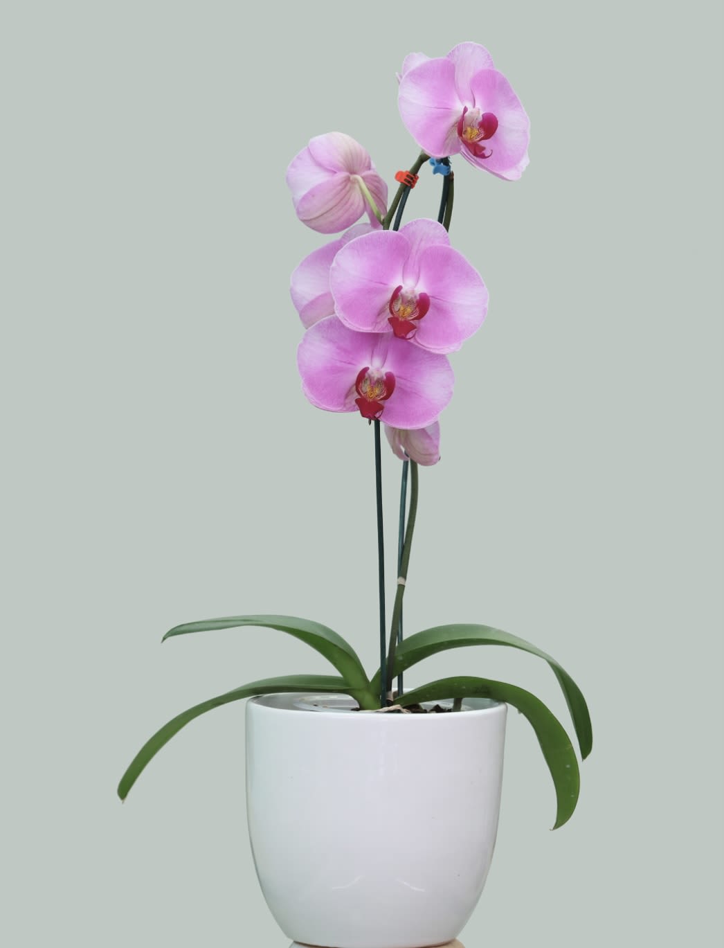 Pink Orchids Pink Orchids - Add a touch of elegance and charm to any space with our Pink Orchids. Known for their graceful blooms and soft, romantic color, pink orchids symbolize love, beauty, and admiration. Perfect for gifting or as a stylish addition to your home or office, these exquisite flowers come in a beautifully arranged pot for easy care and long-lasting freshness. Order your pink orchids today and let their timeless beauty brighten your day!