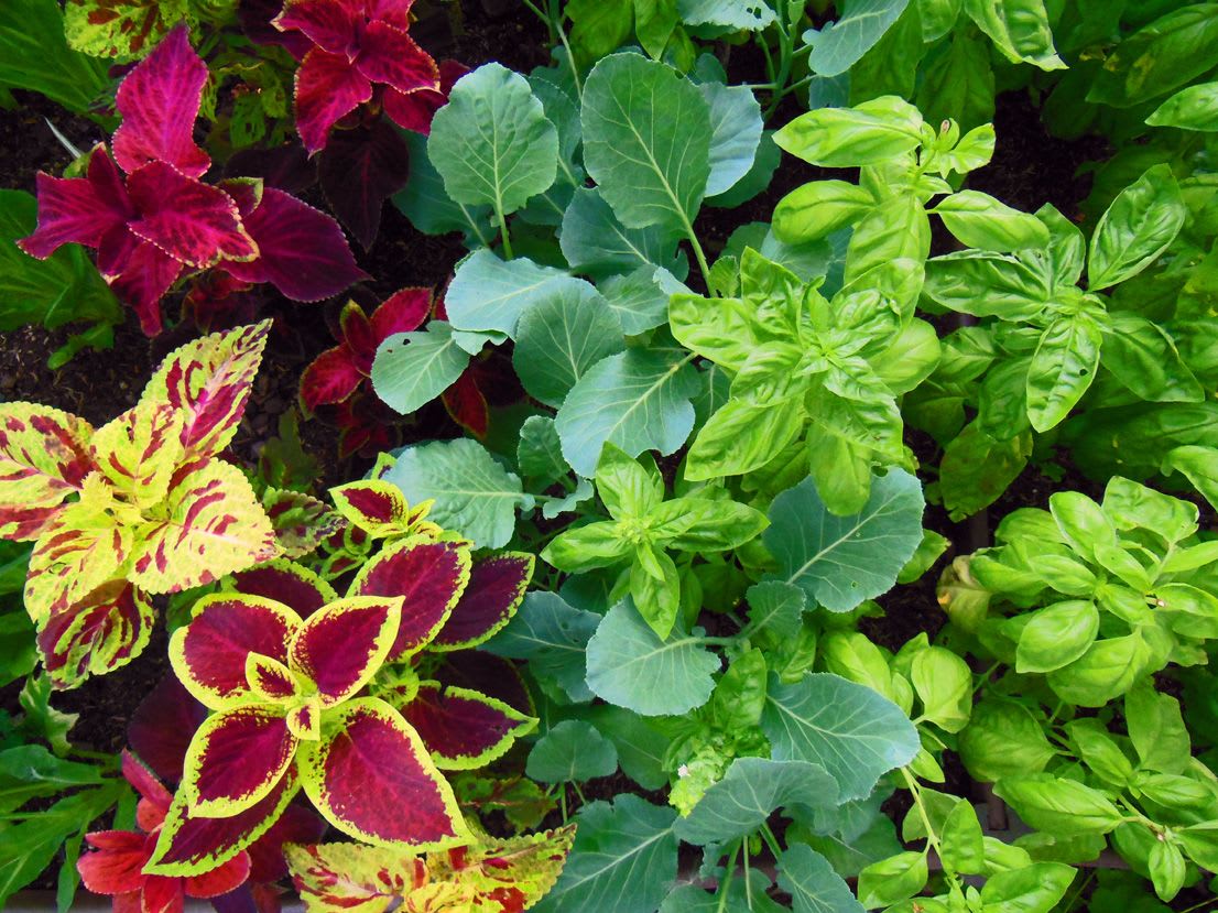 Blooming Plant - Plant of your choice (Price can range based on plant)