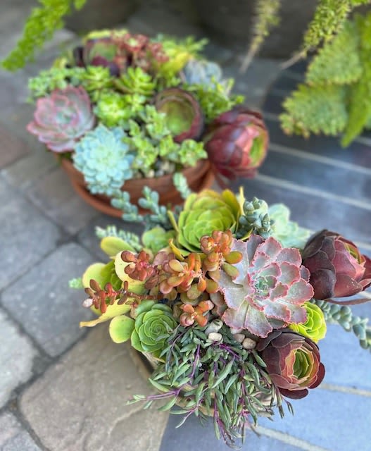 Seaside Succulents Seaside Succulents - A lush variety of succulents arranged in a natural shallow container perfect for any setting and easy care!