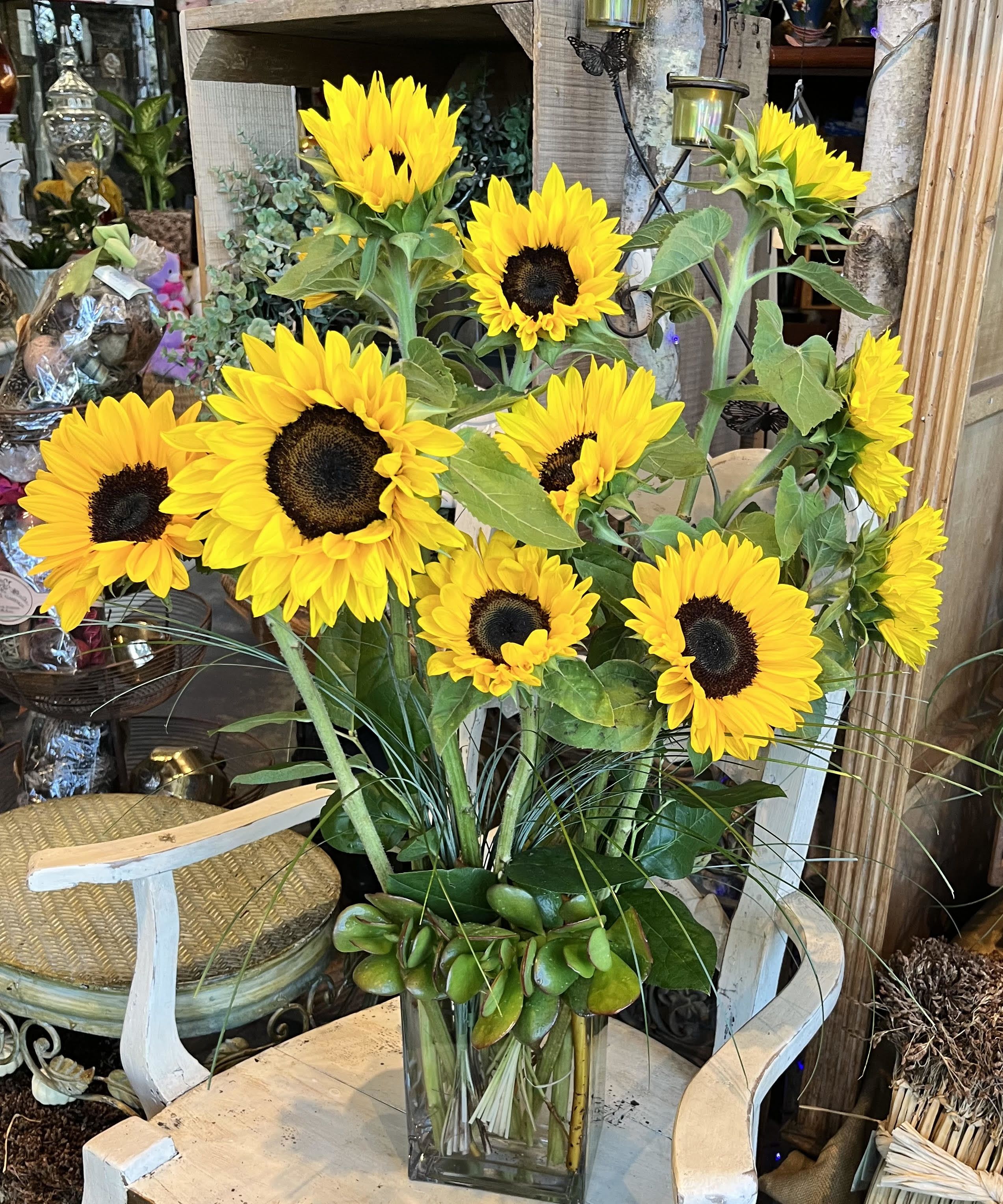 Catch the sun - Ten large sunflowers arranged in an unique glass vase with bear glass.