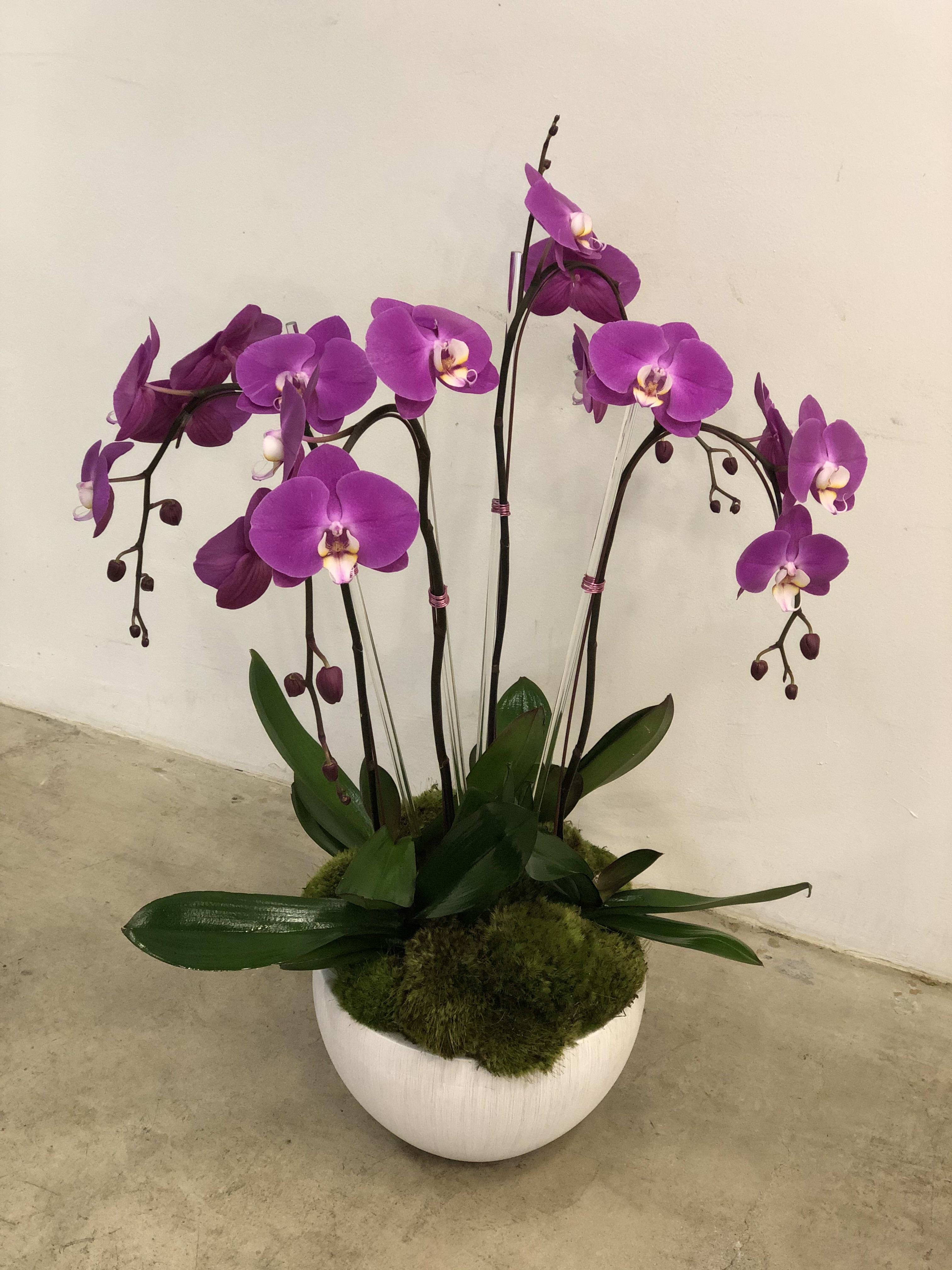 Purple Rain Purple Rain - This stunning arrangement features vibrant purple Phalaenopsis orchids elegantly displayed in a modern, textured white ceramic pot. The base is covered with lush green moss, adding a touch of natural sophistication to the design. Perfect for home décor, office spaces, or gifting, this arrangement combines timeless beauty with minimalistic charm. Approximately 30" high x 18" wide.