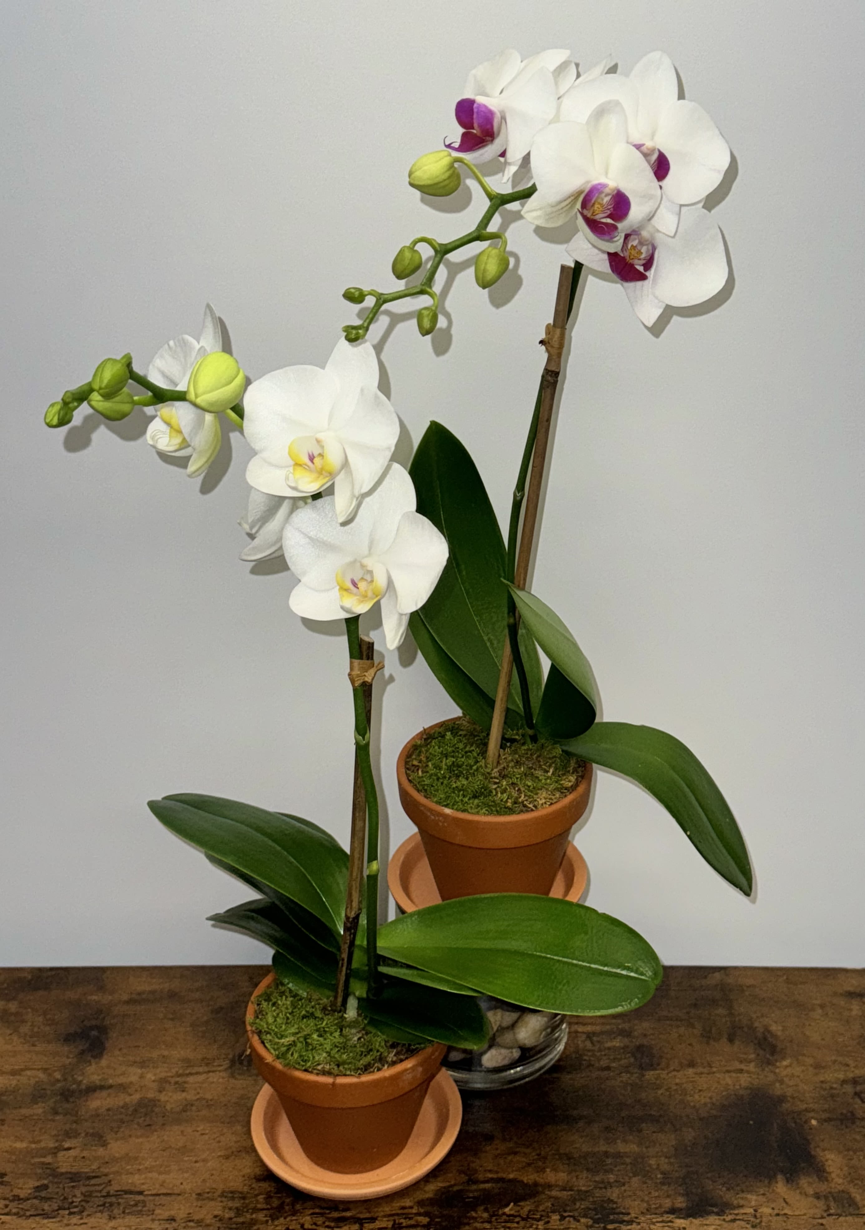 Single Stem Mini Orchid - please call the store for color availability. Mini orchids are usually available in white, two tone white/purple, and lavender. This price is for one plant.