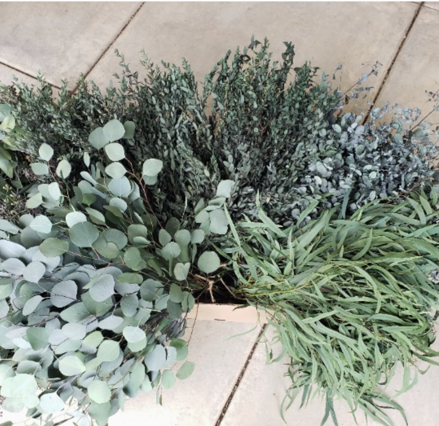 Eucalyptus Bunch - Eucalyptus Bunch
