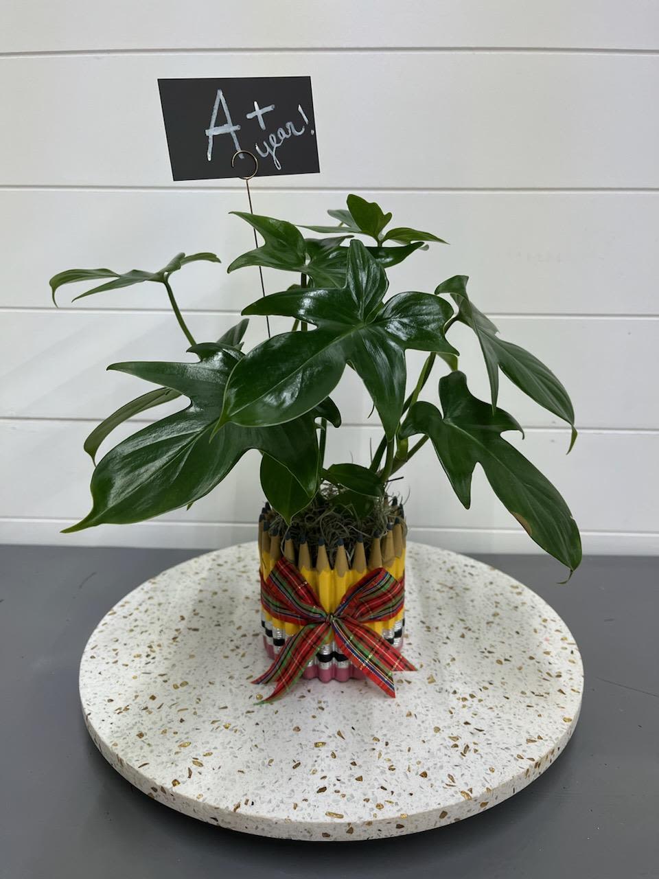 Class In Session Class In Session - Philodendron Plant in a 4" tall ceramic pencil designed vase. This low-maintenance plant is easy to care for—just give it dappled light, and keep its soil evenly moist.