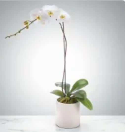 Single Stem Orchid by BloomNation™ - A beautiful and classic single stem white orchid. Perfect for all occasions, bring it as a housewarming gift, a birthday, or anything in-between.